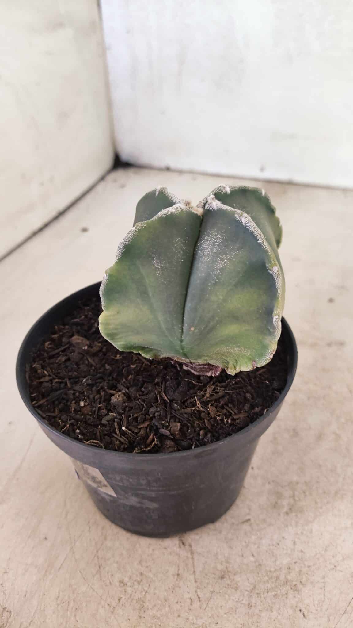 ASTROPHYTUM MYRIOSTIGMA VARIEGATA "4 QUINAS" Nº 1084 – vaso 11 - foto 8