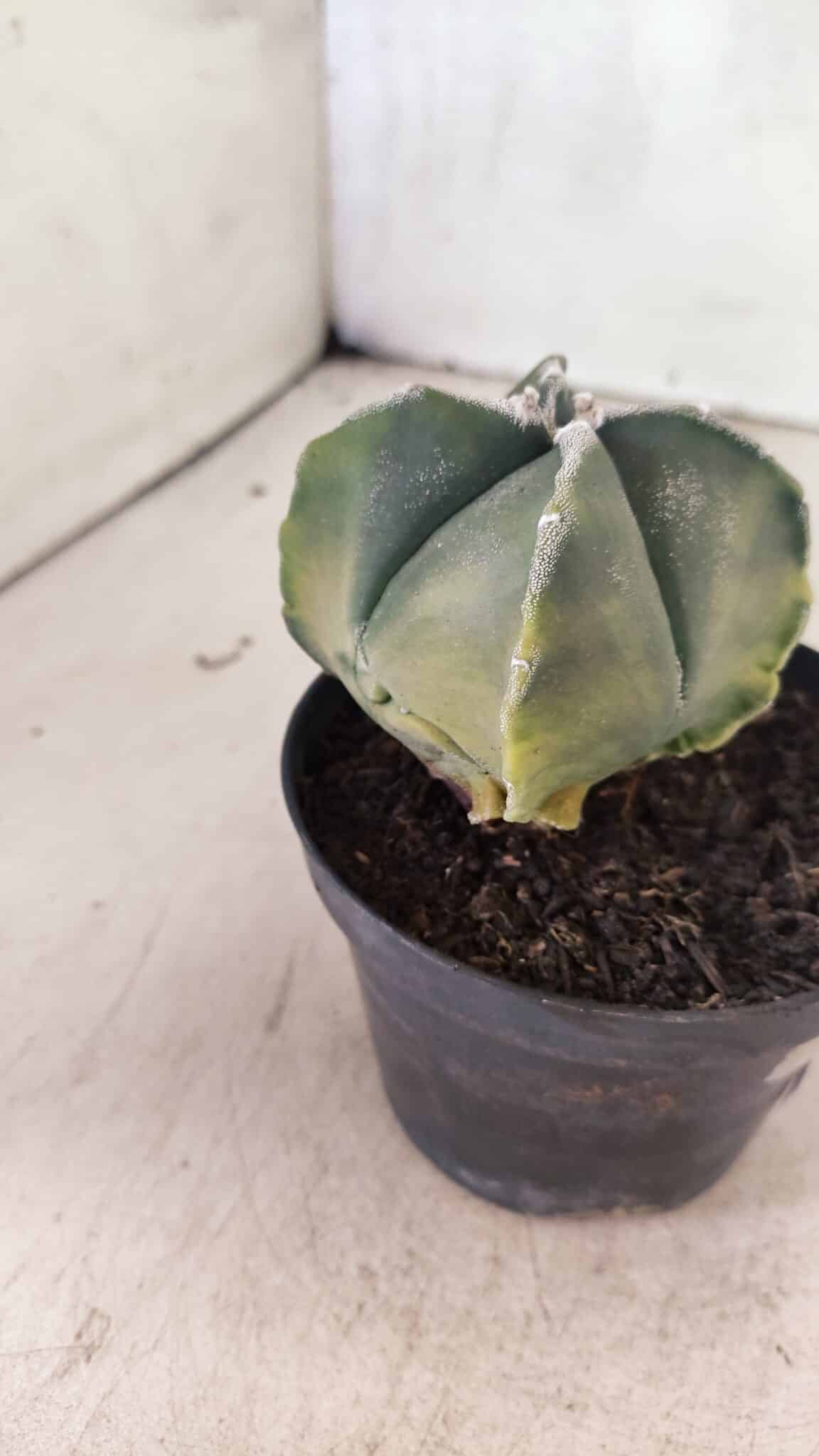ASTROPHYTUM MYRIOSTIGMA VARIEGATA "4 QUINAS" Nº 1084 – vaso 11 - foto 6