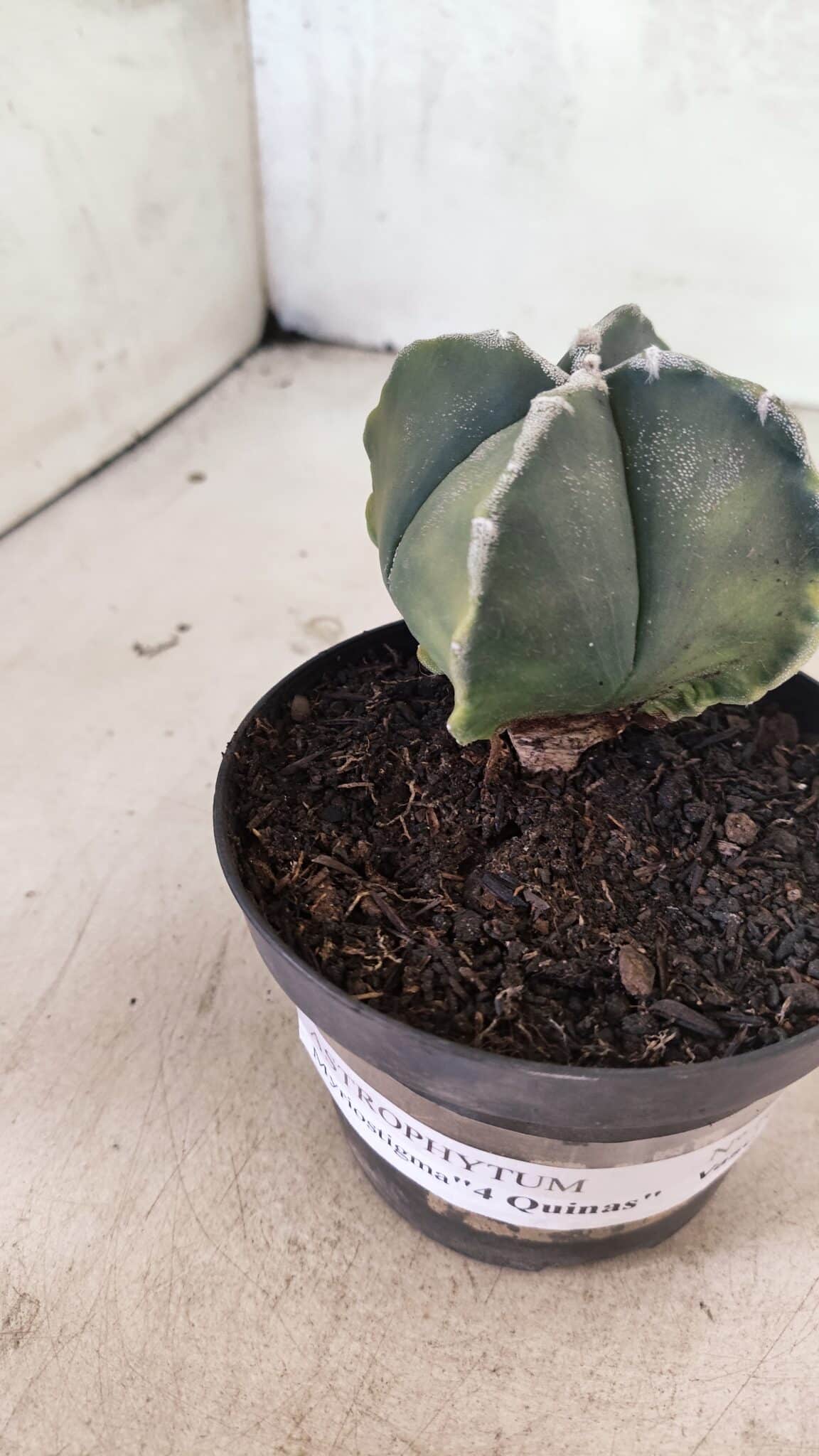 ASTROPHYTUM MYRIOSTIGMA VARIEGATA "4 QUINAS" Nº 1084 – vaso 11 - foto 9