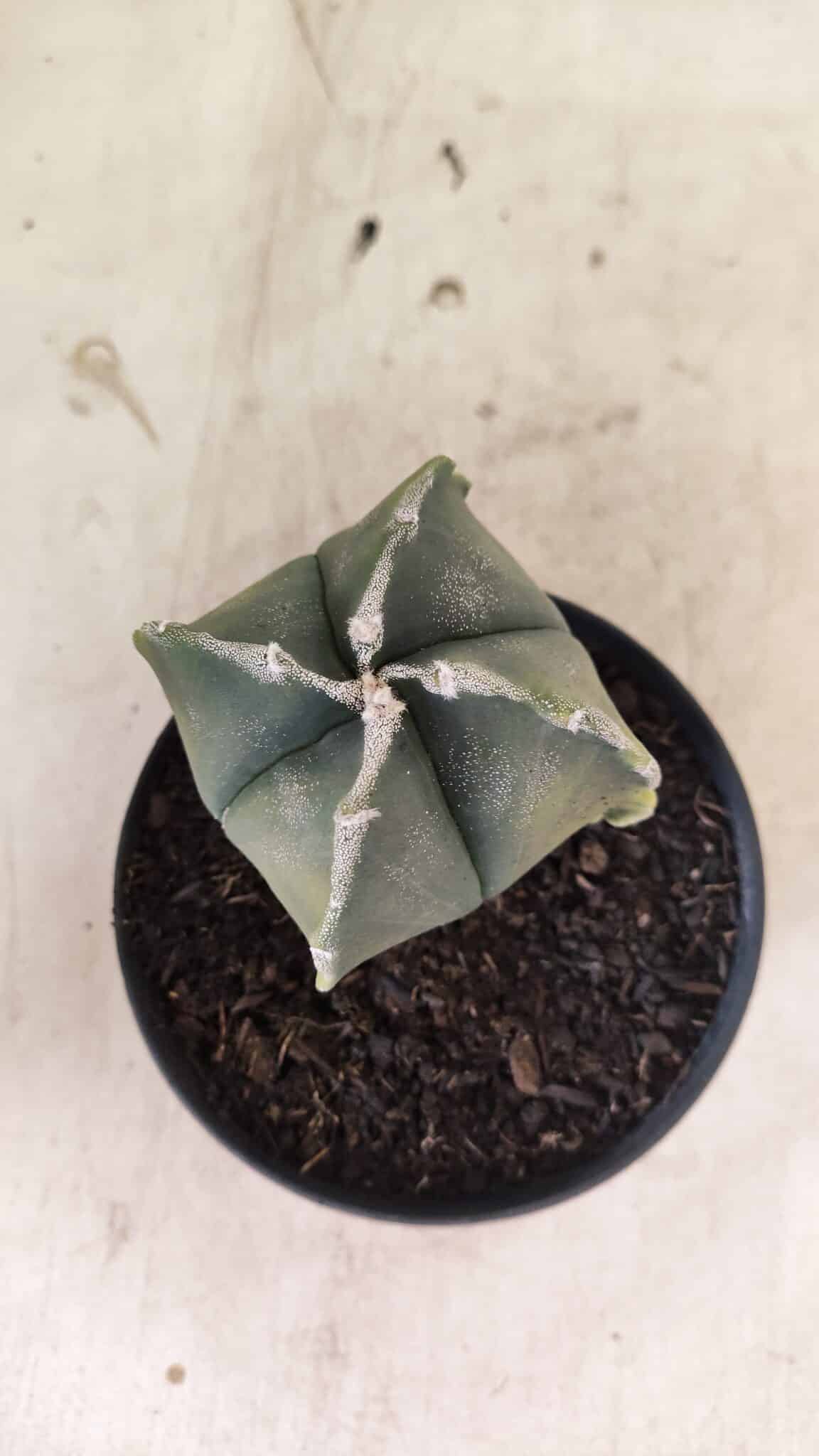 ASTROPHYTUM MYRIOSTIGMA VARIEGATA "4 QUINAS" Nº 1084 – vaso 11 - foto 7