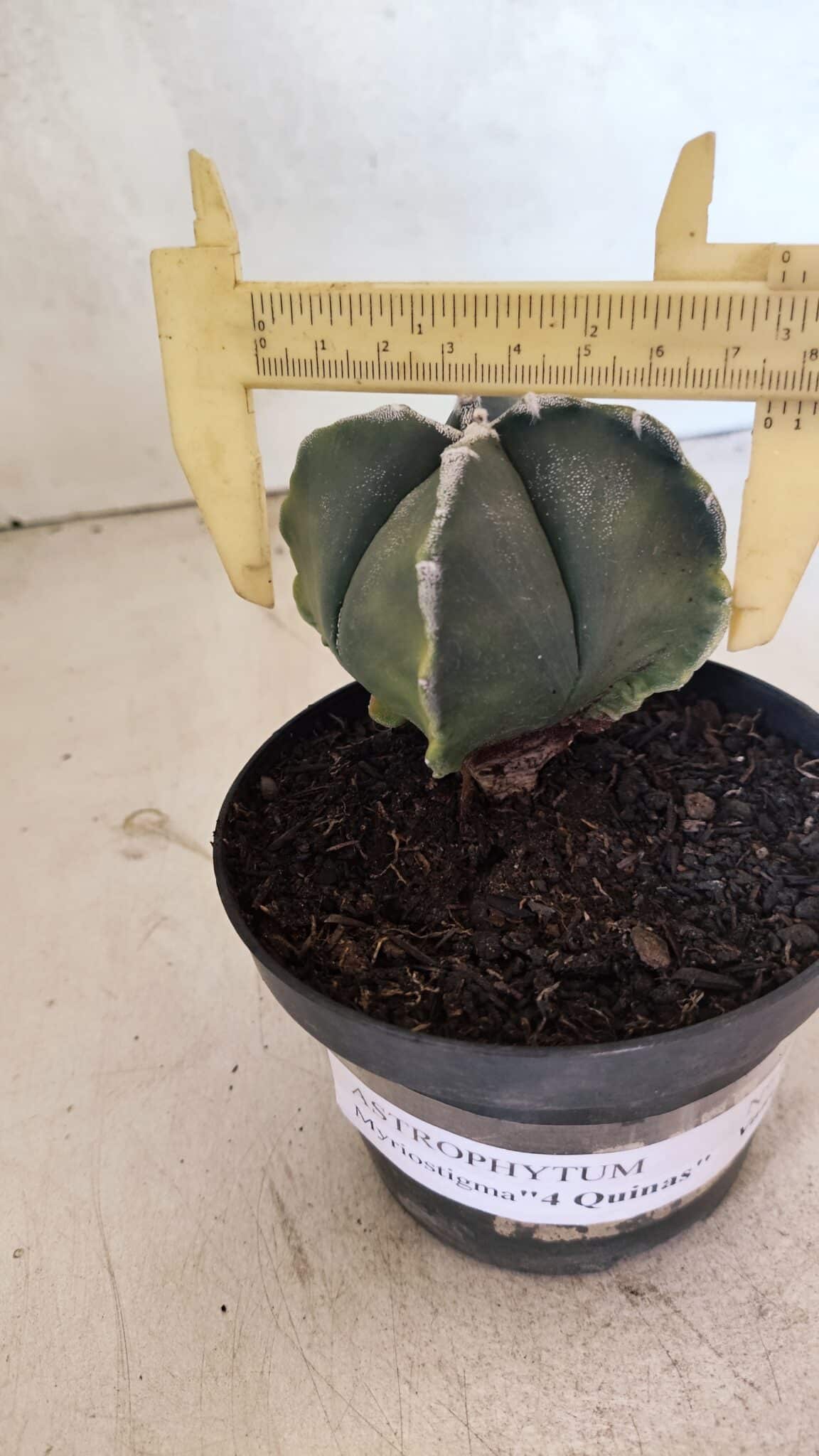 ASTROPHYTUM MYRIOSTIGMA VARIEGATA "4 QUINAS" Nº 1084 – vaso 11 - foto 4