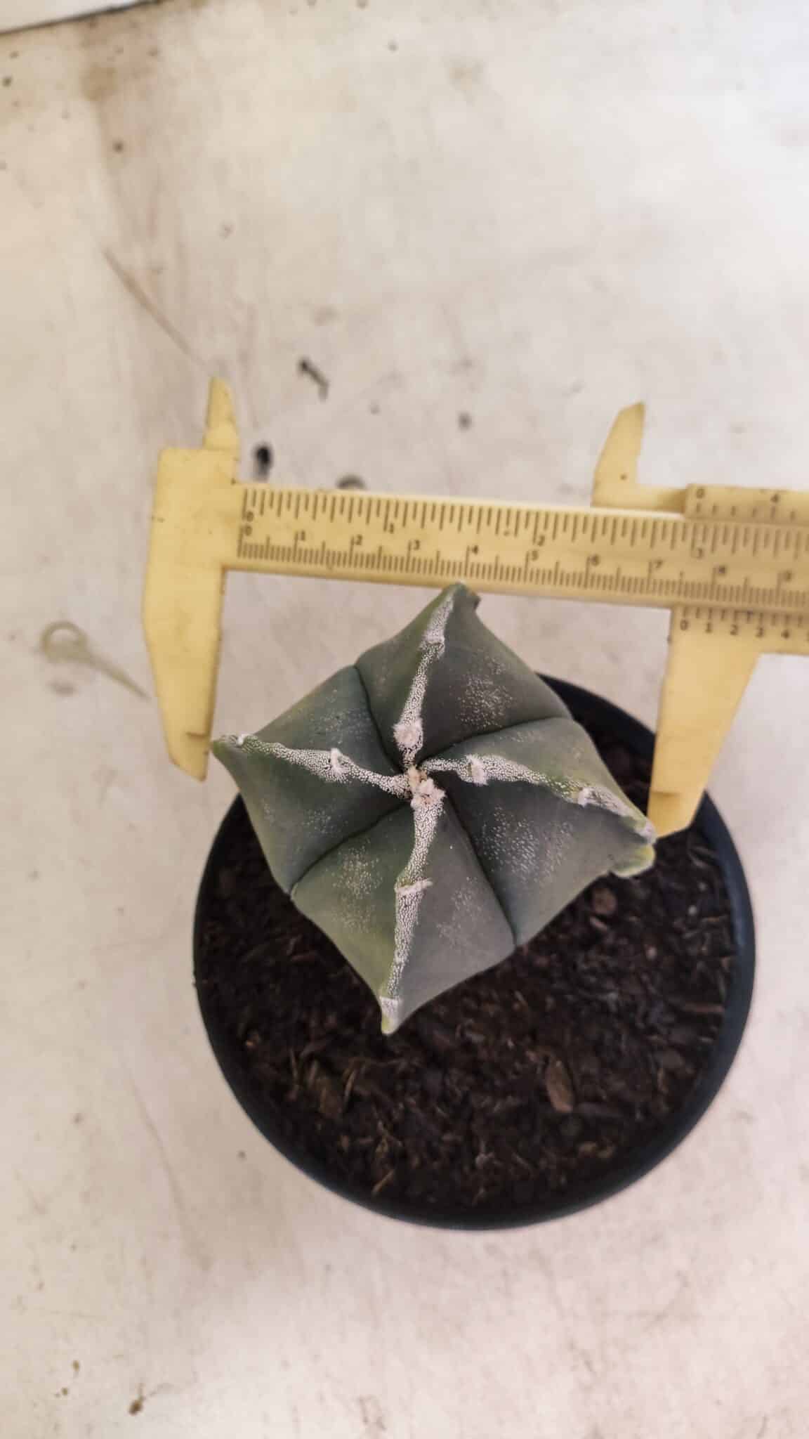 ASTROPHYTUM MYRIOSTIGMA VARIEGATA "4 QUINAS" Nº 1084 – vaso 11 - foto 5