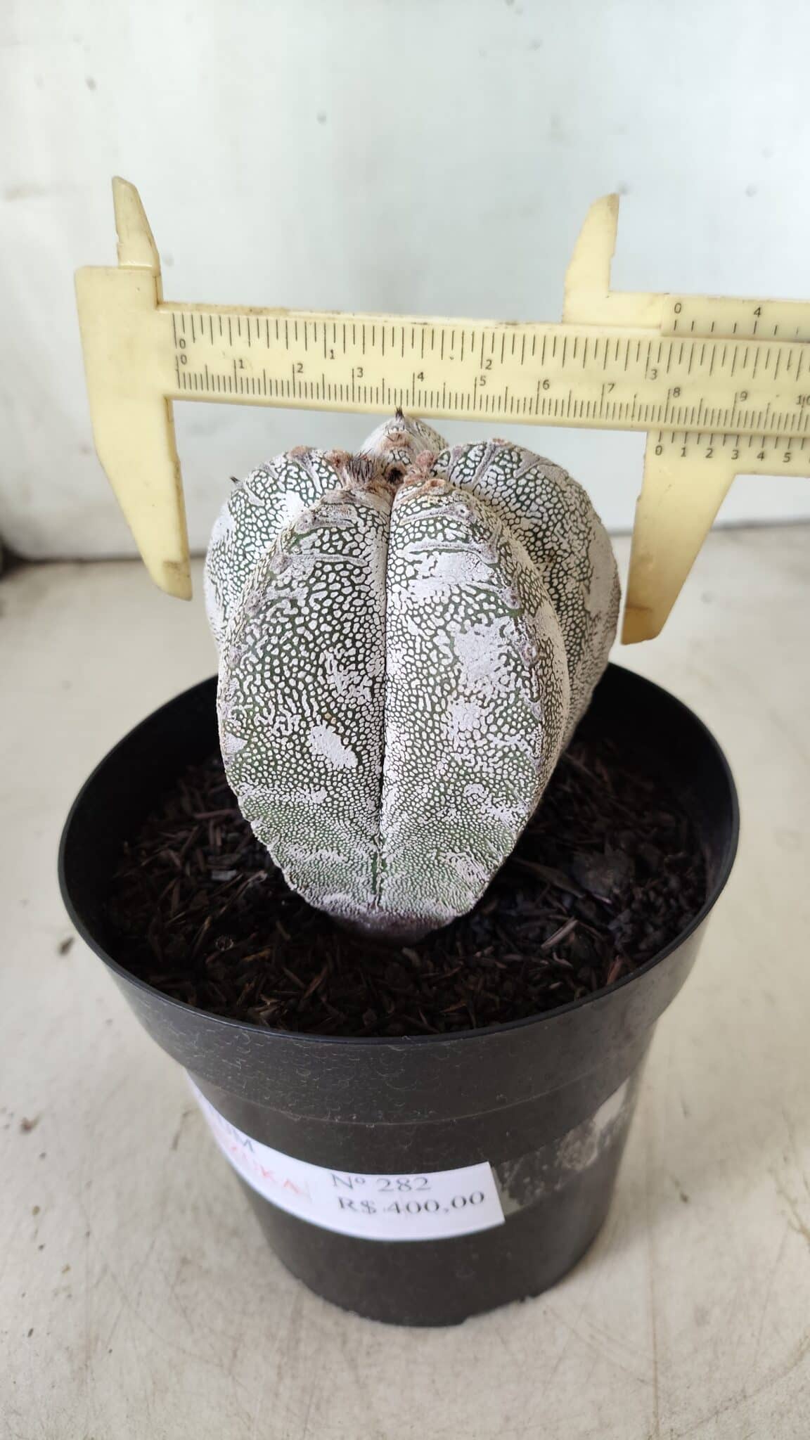 ASTROPHYTUM MYRIOSTIGMA Onzuka  Nº 282 – vaso 15