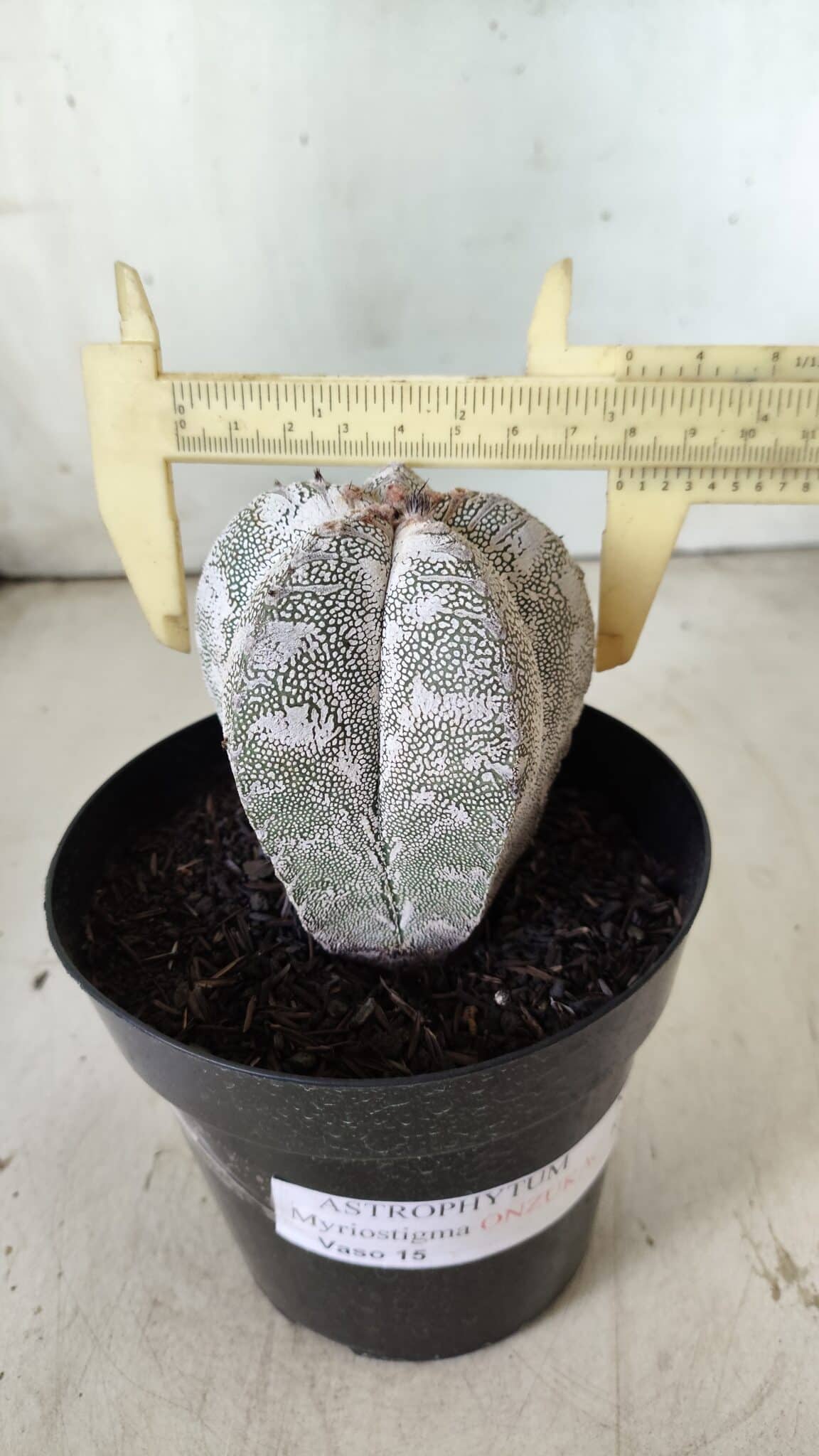 ASTROPHYTUM MYRIOSTIGMA Onzuka  Nº 282 – vaso 15