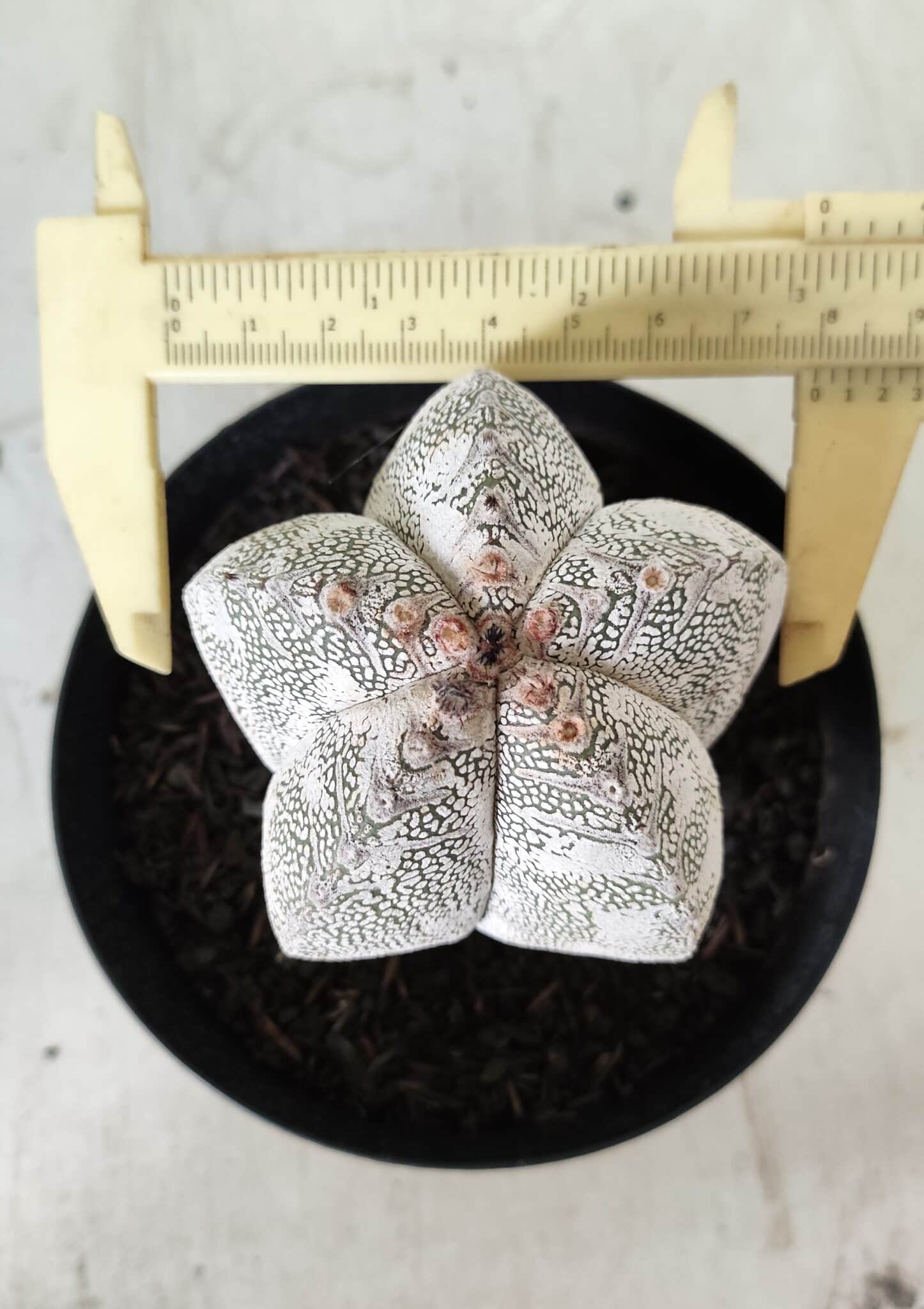 ASTROPHYTUM MYRIOSTIGMA Onzuka  Nº 282 – vaso 15