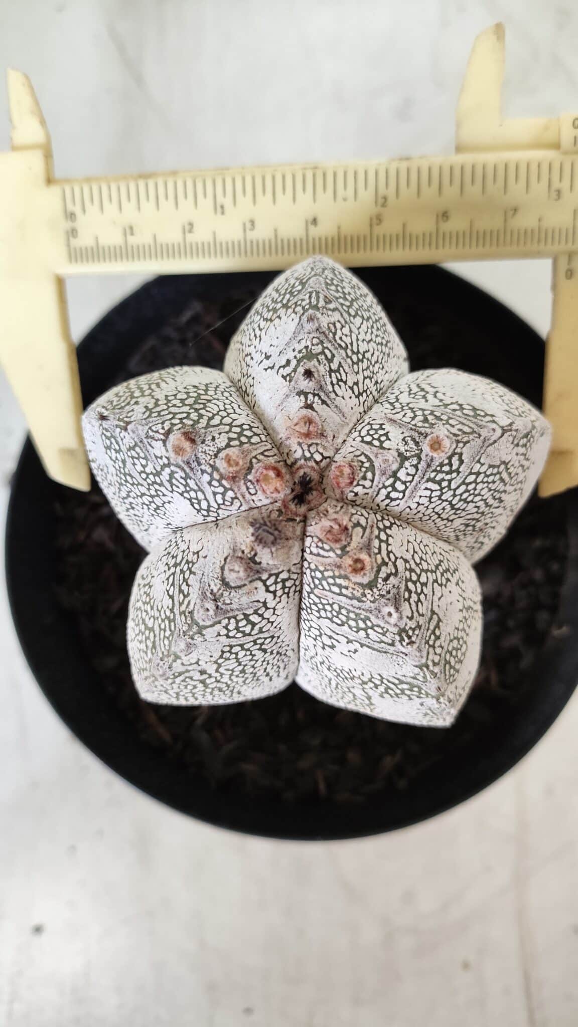 ASTROPHYTUM MYRIOSTIGMA Onzuka  Nº 282 – vaso 15
