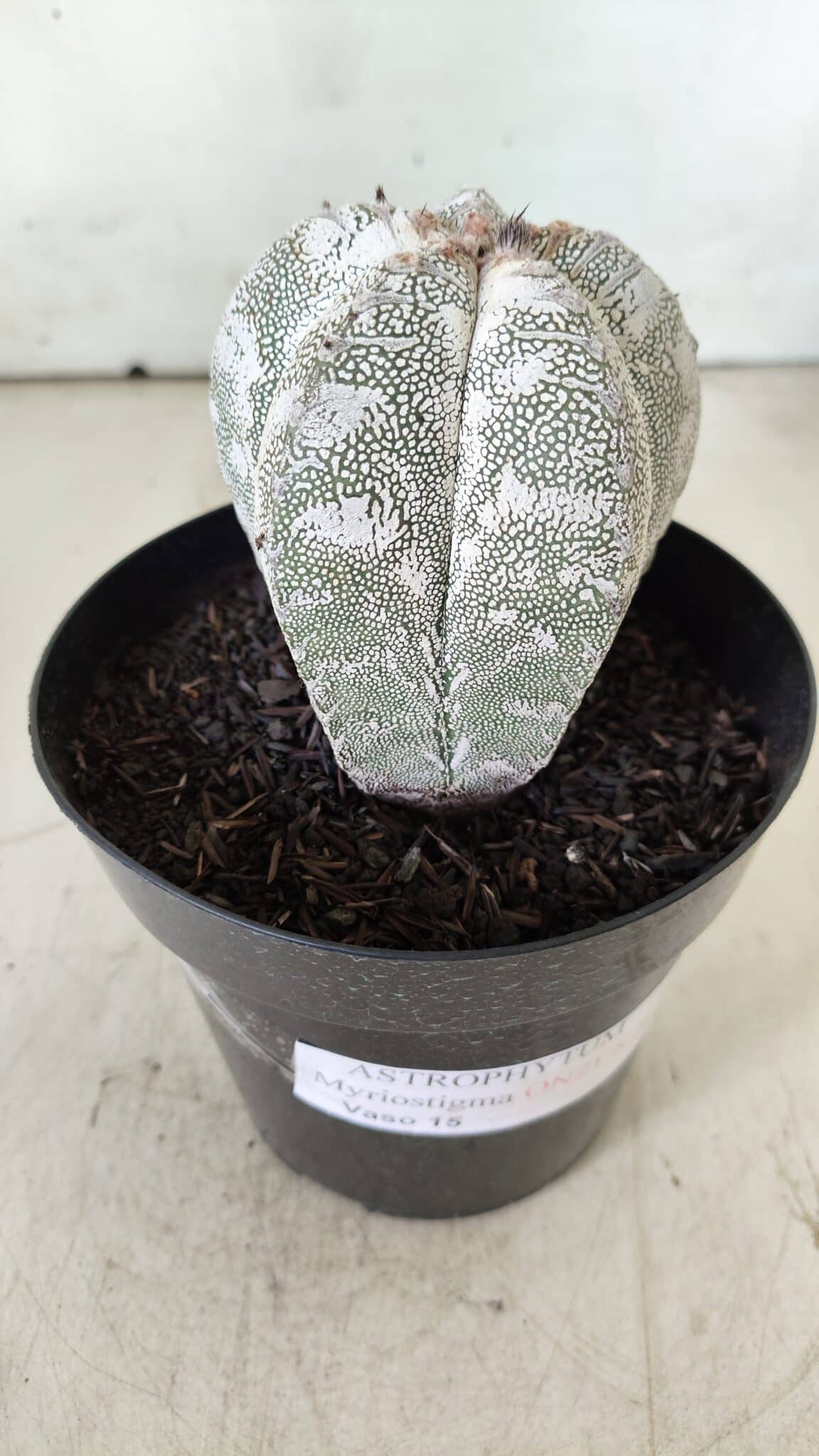 ASTROPHYTUM MYRIOSTIGMA Onzuka  Nº 282 – vaso 15