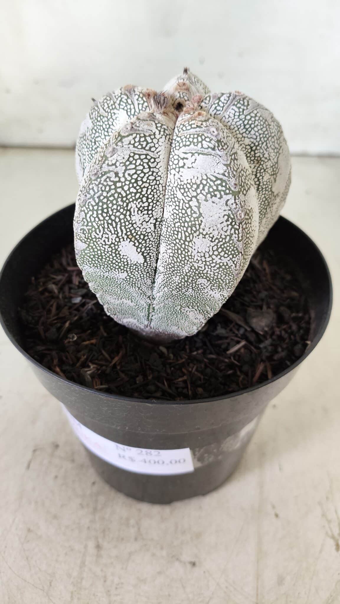ASTROPHYTUM MYRIOSTIGMA Onzuka  Nº 282 – vaso 15