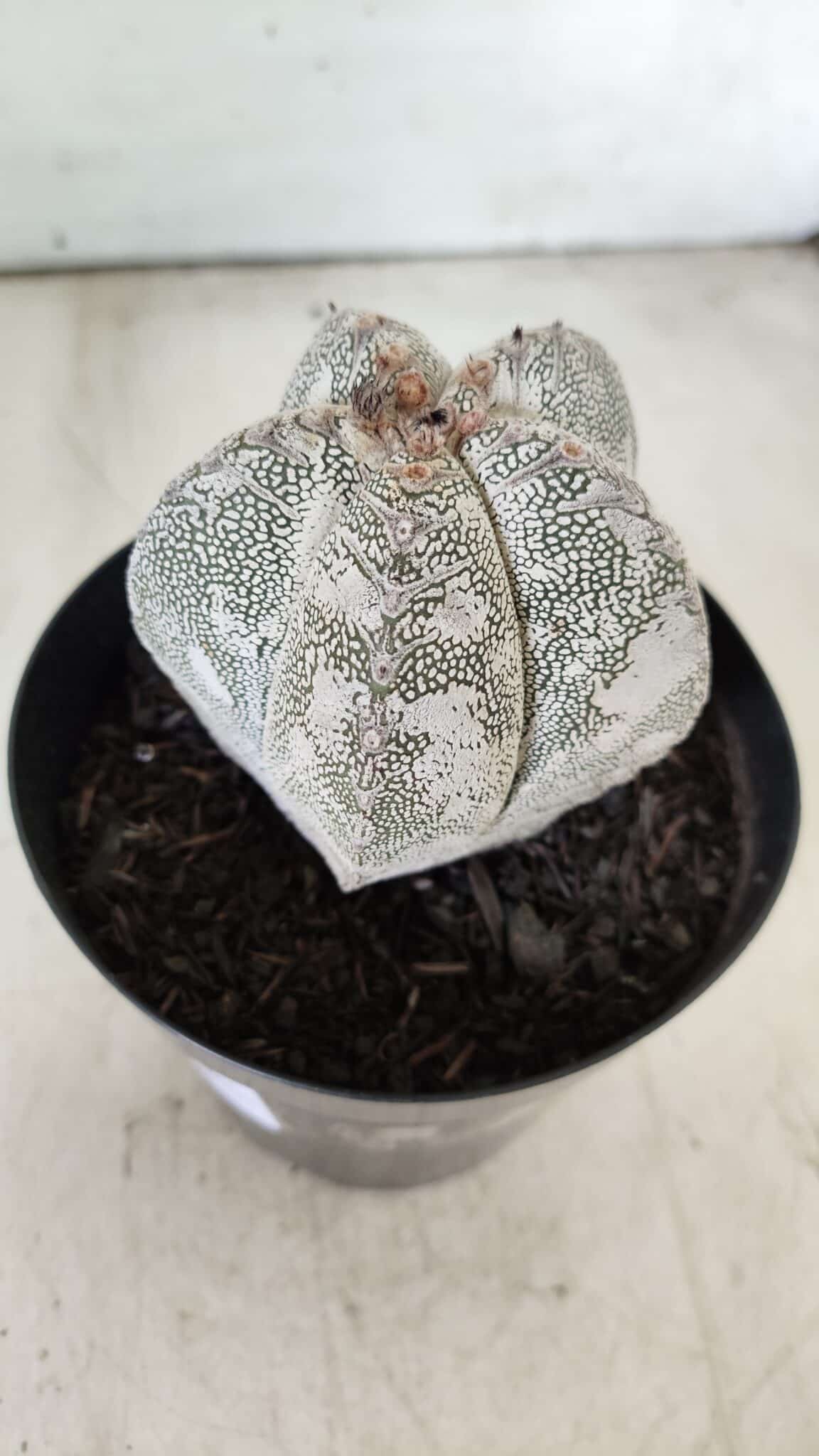 ASTROPHYTUM MYRIOSTIGMA Onzuka  Nº 282 – vaso 15