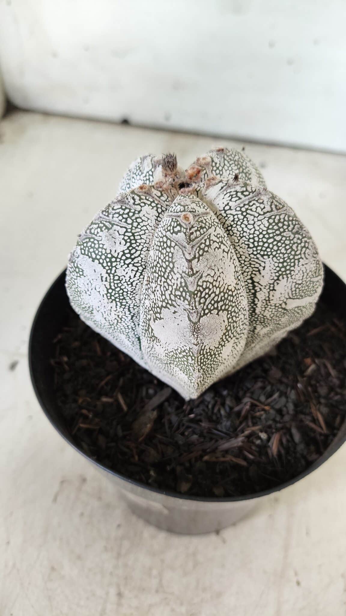 ASTROPHYTUM MYRIOSTIGMA Onzuka  Nº 282 – vaso 15