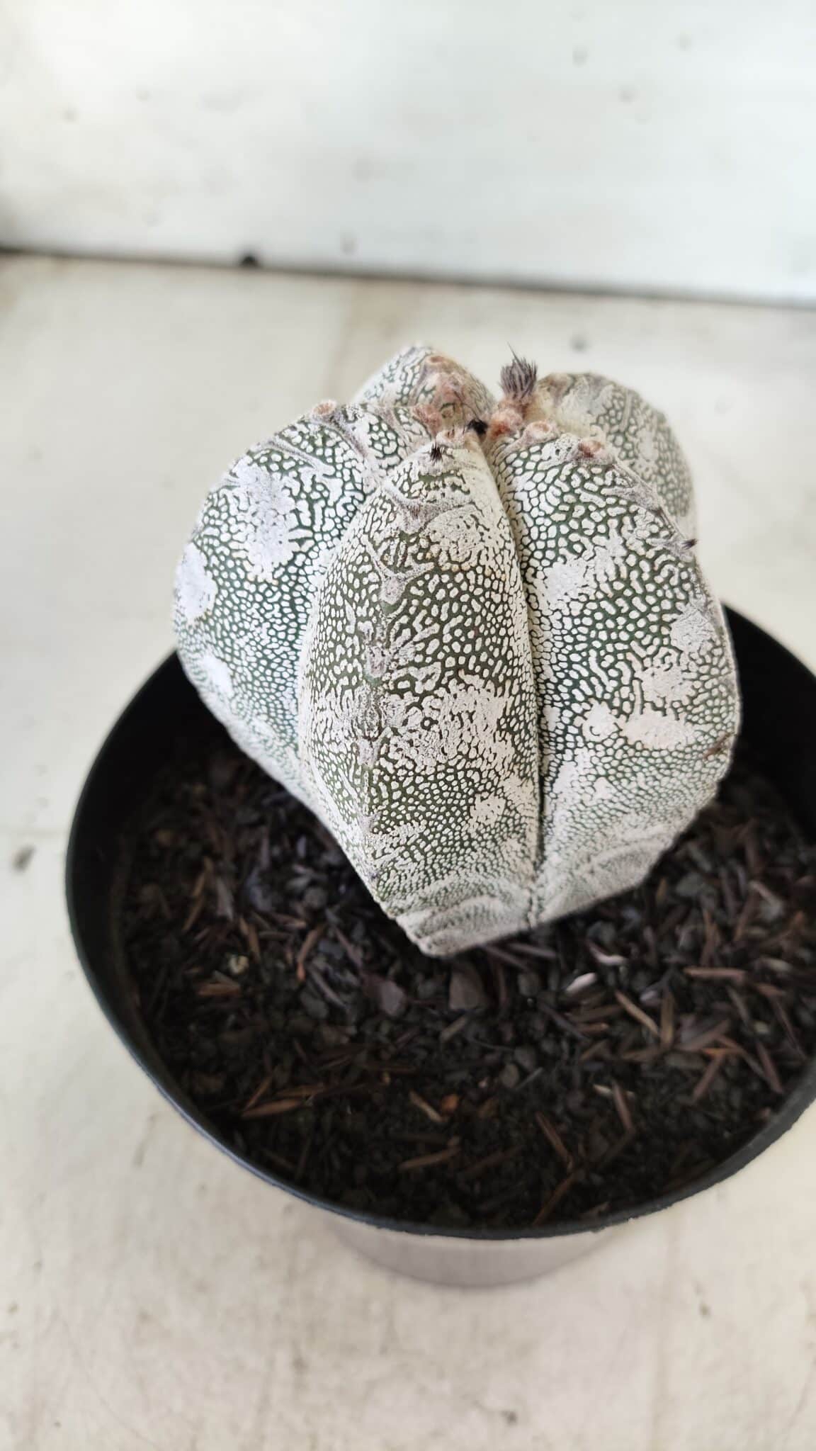 ASTROPHYTUM MYRIOSTIGMA Onzuka  Nº 282 – vaso 15