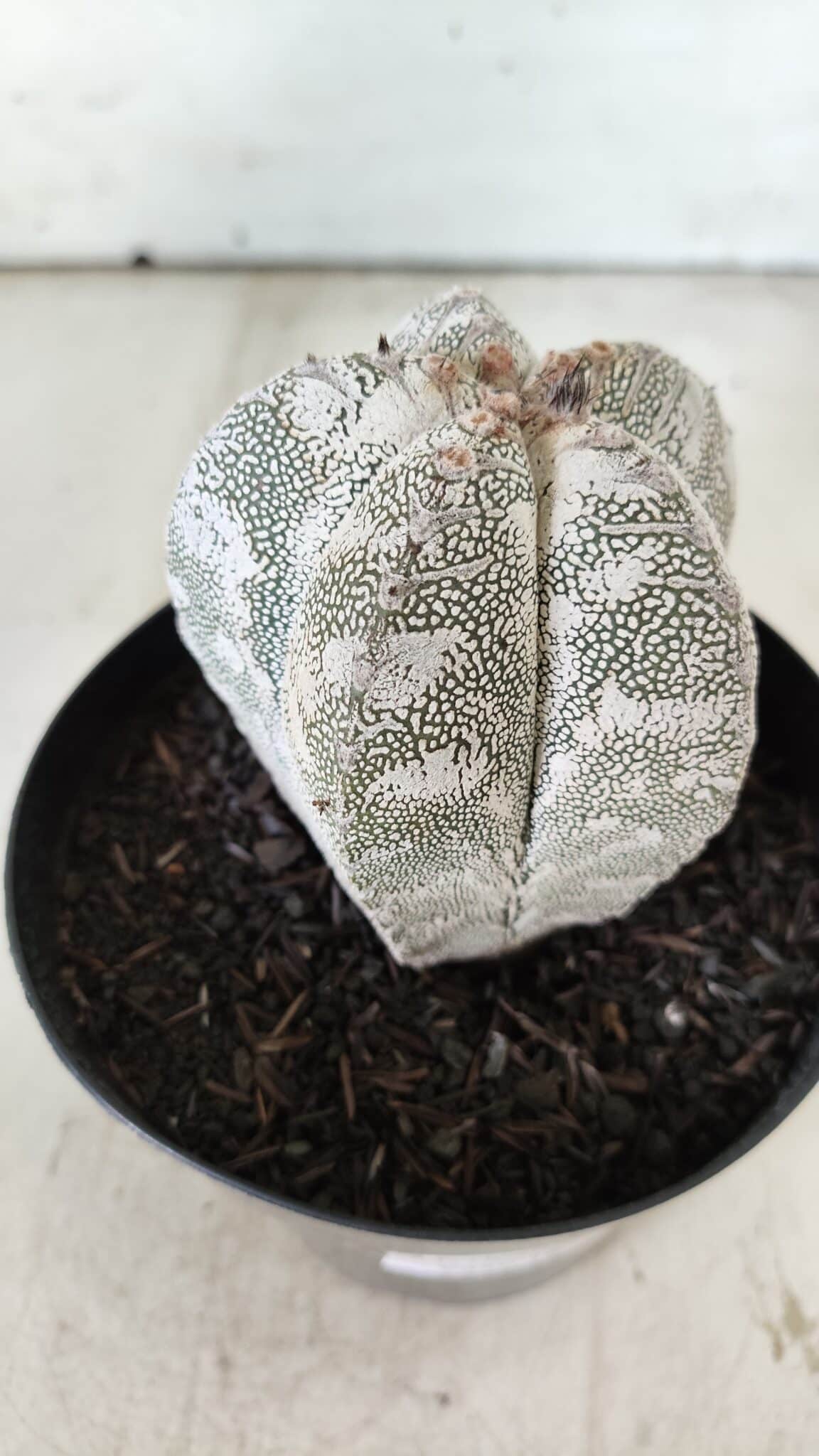 ASTROPHYTUM MYRIOSTIGMA Onzuka  Nº 282 – vaso 15