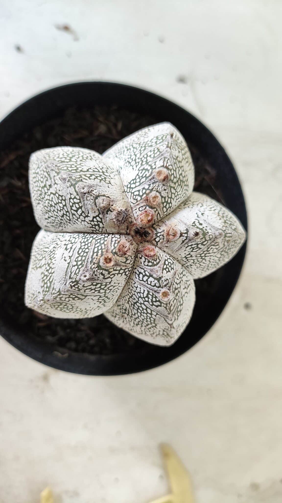 ASTROPHYTUM MYRIOSTIGMA Onzuka  Nº 282 – vaso 15