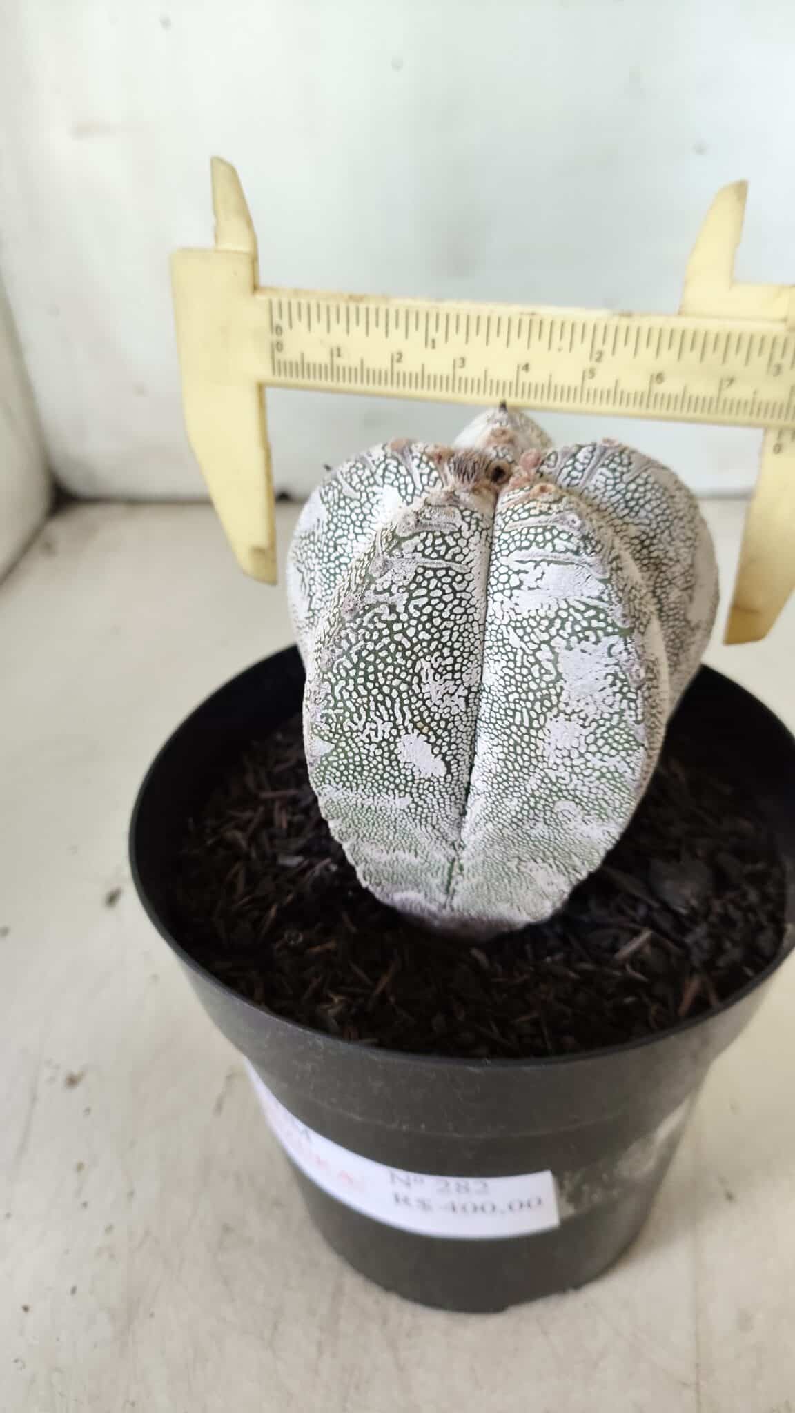 ASTROPHYTUM MYRIOSTIGMA Onzuka  Nº 282 – vaso 15