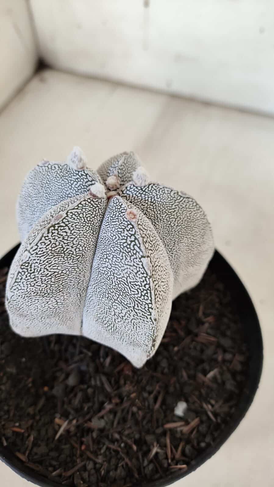 ASTROPHYTUM MYRIOSTIGMA Onzuka  Nº 392 – vaso 15