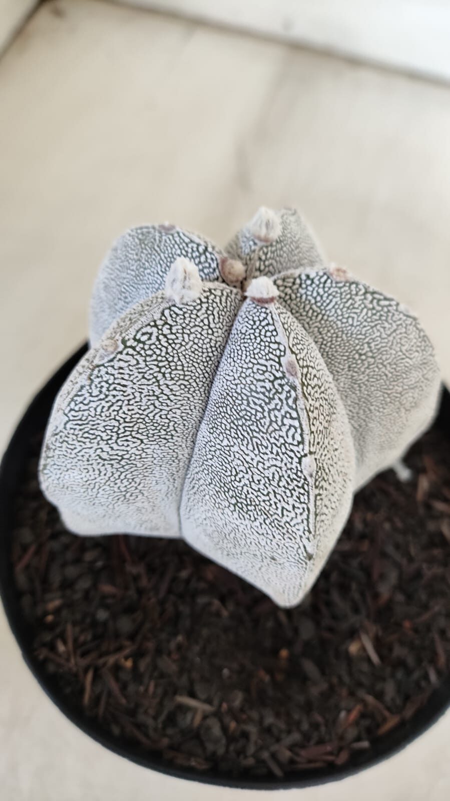 ASTROPHYTUM MYRIOSTIGMA Onzuka  Nº 392 – vaso 15