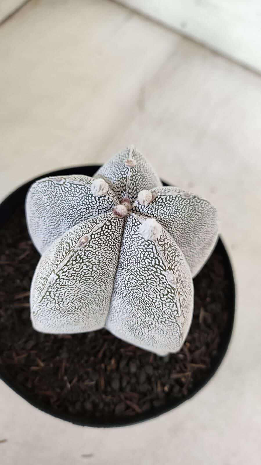 ASTROPHYTUM MYRIOSTIGMA Onzuka  Nº 392 – vaso 15