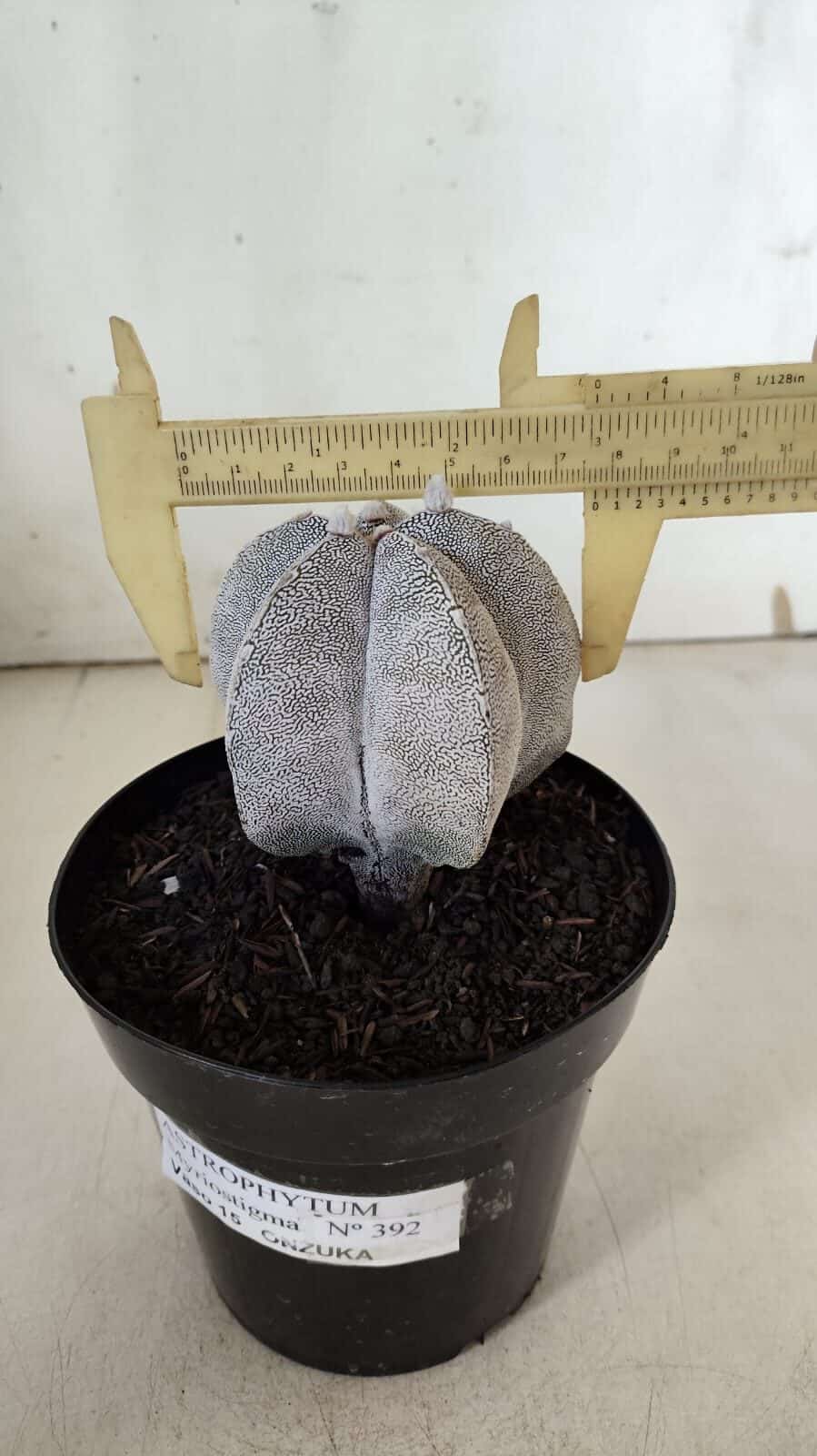ASTROPHYTUM MYRIOSTIGMA Onzuka  Nº 392 – vaso 15