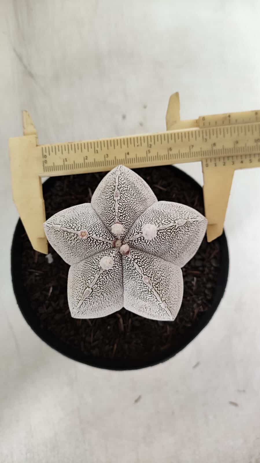 ASTROPHYTUM MYRIOSTIGMA Onzuka  Nº 392 – vaso 15