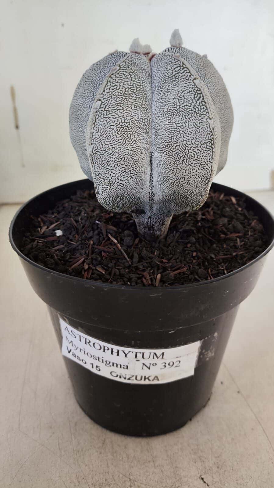 ASTROPHYTUM MYRIOSTIGMA Onzuka  Nº 392 – vaso 15