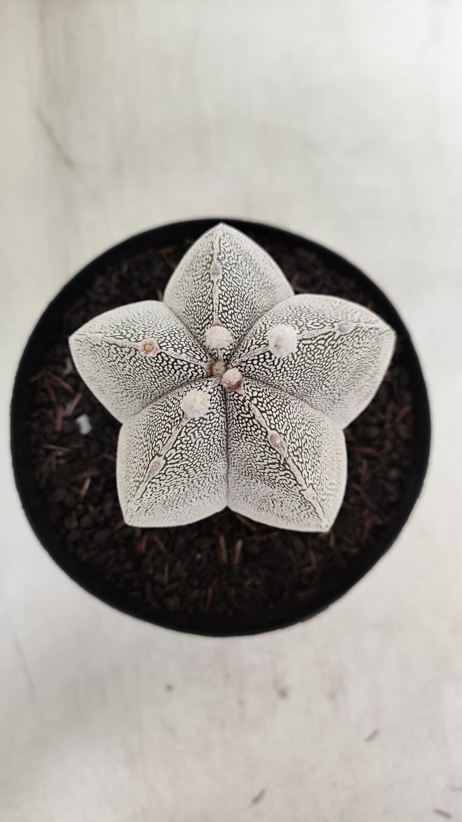 ASTROPHYTUM MYRIOSTIGMA Onzuka  Nº 392 – vaso 15