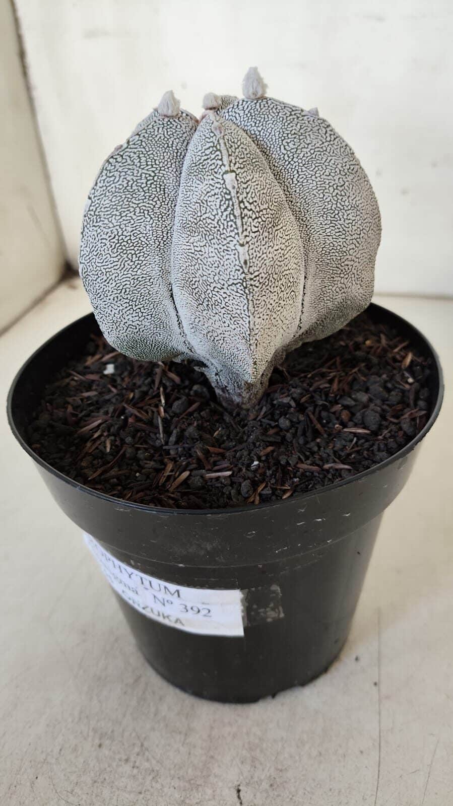 ASTROPHYTUM MYRIOSTIGMA Onzuka  Nº 392 – vaso 15