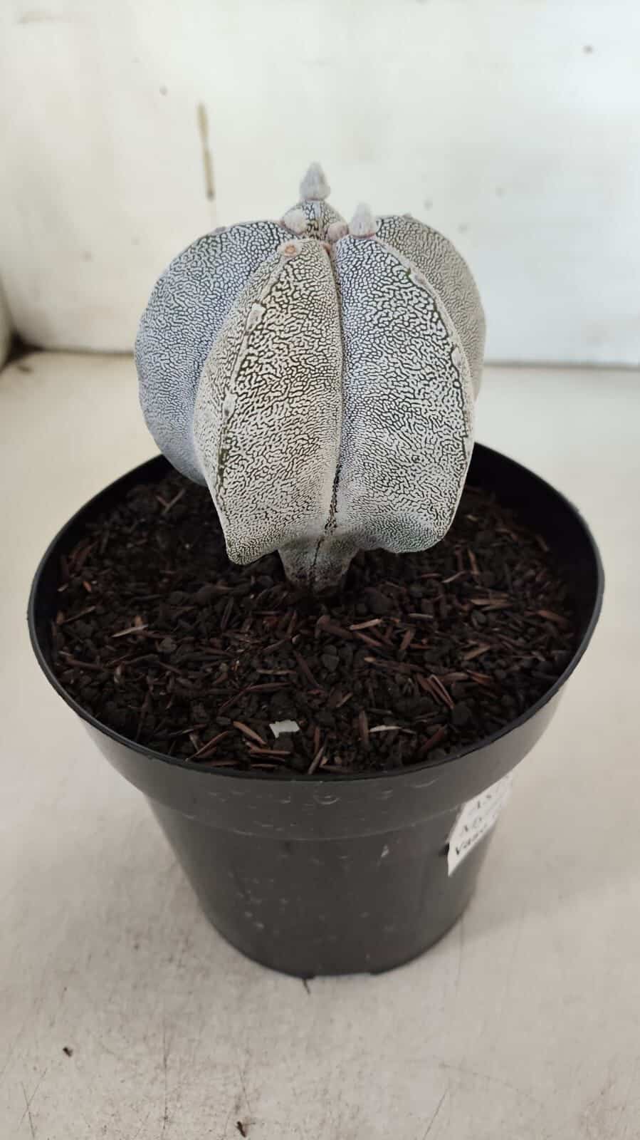 ASTROPHYTUM MYRIOSTIGMA Onzuka  Nº 392 – vaso 15