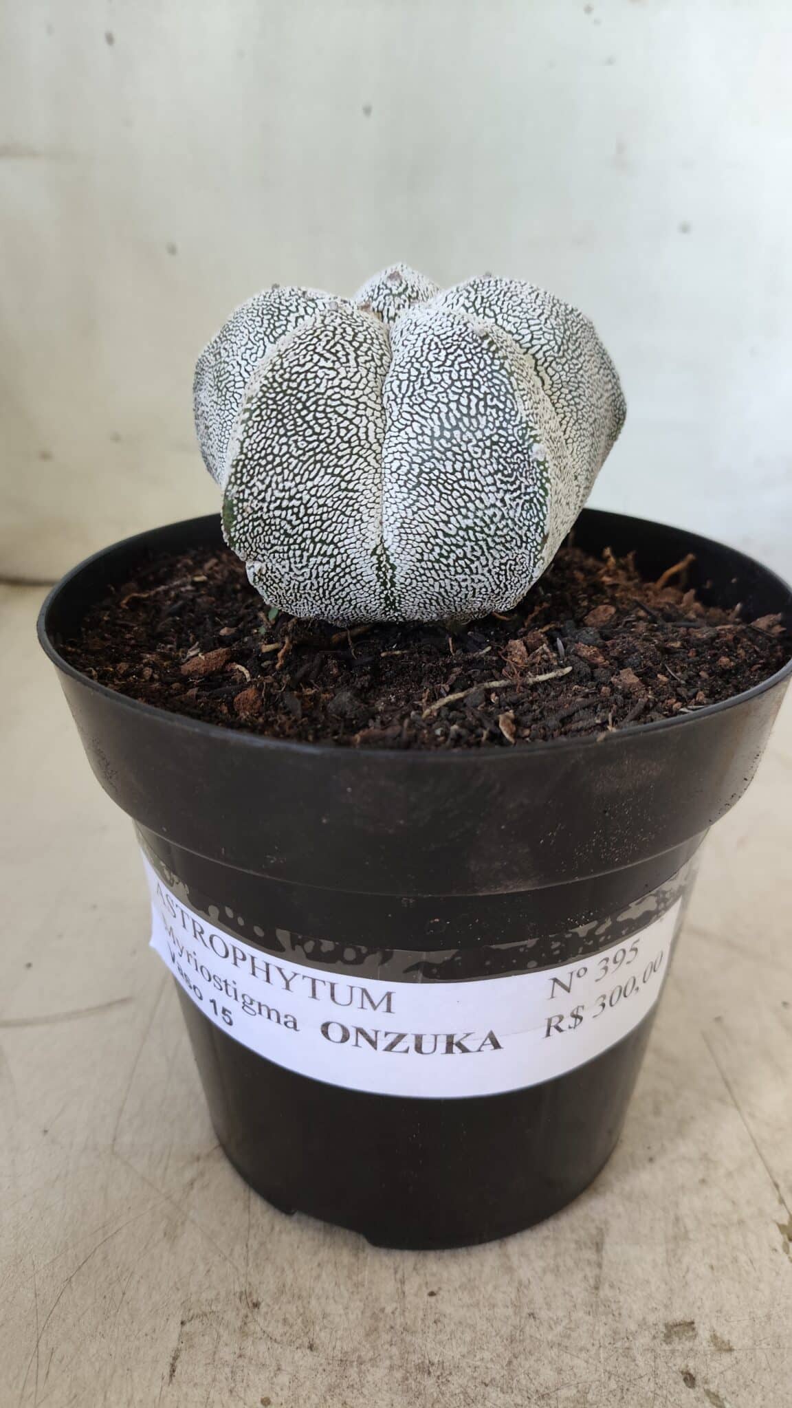 ASTROPHYTUM MYRIOSTIGMA Onzuka  Nº 395 – vaso 15