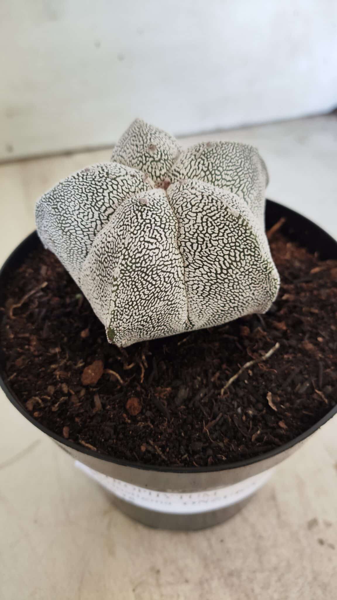 ASTROPHYTUM MYRIOSTIGMA Onzuka  Nº 395 – vaso 15