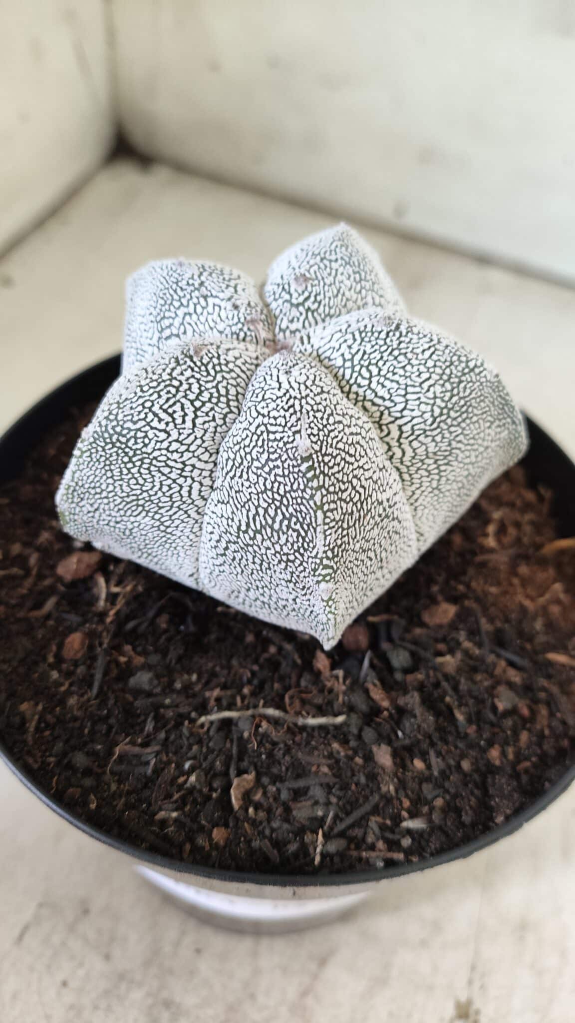 ASTROPHYTUM MYRIOSTIGMA Onzuka  Nº 395 – vaso 15