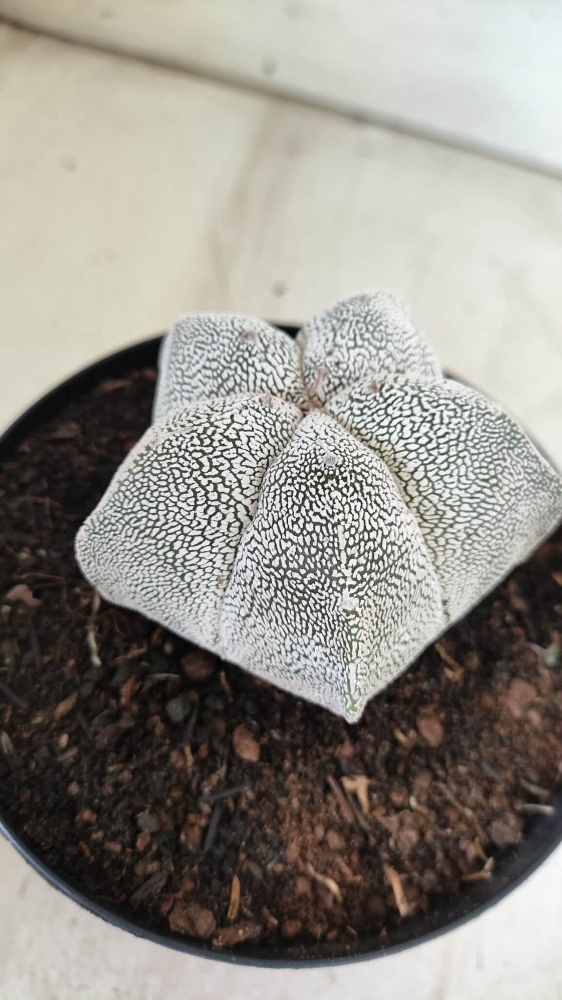 ASTROPHYTUM MYRIOSTIGMA Onzuka  Nº 395 – vaso 15