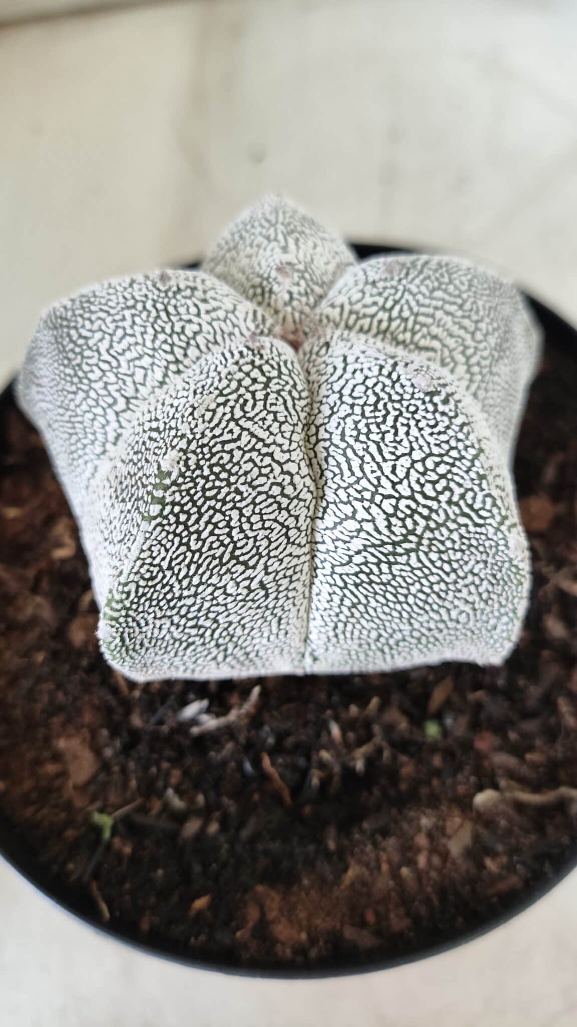 ASTROPHYTUM MYRIOSTIGMA Onzuka  Nº 395 – vaso 15