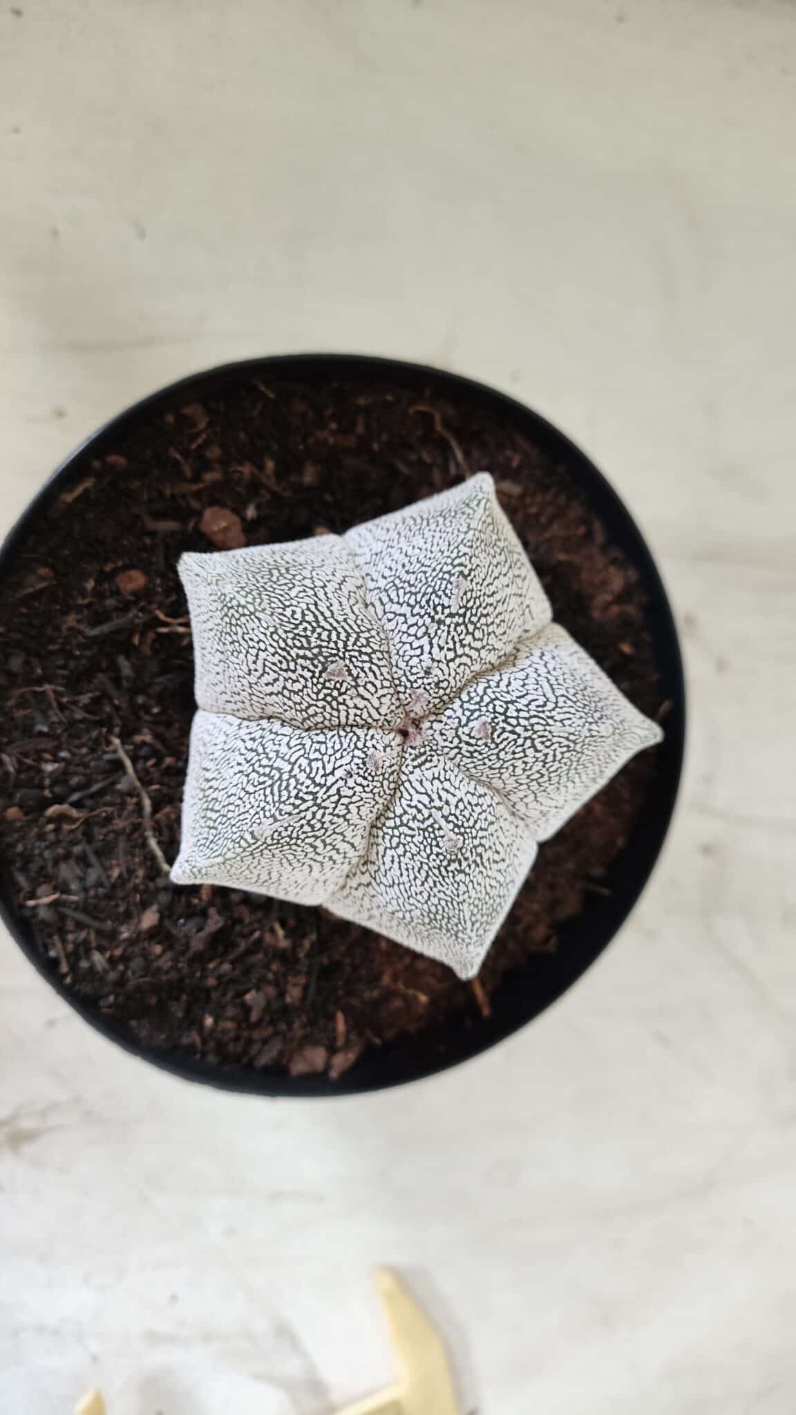 ASTROPHYTUM MYRIOSTIGMA Onzuka  Nº 395 – vaso 15
