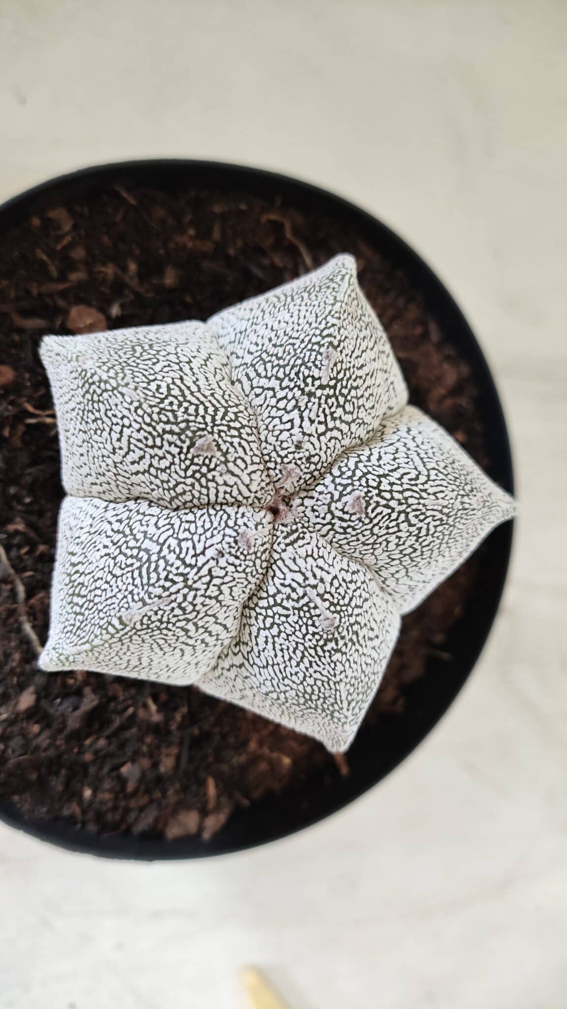 ASTROPHYTUM MYRIOSTIGMA Onzuka  Nº 395 – vaso 15
