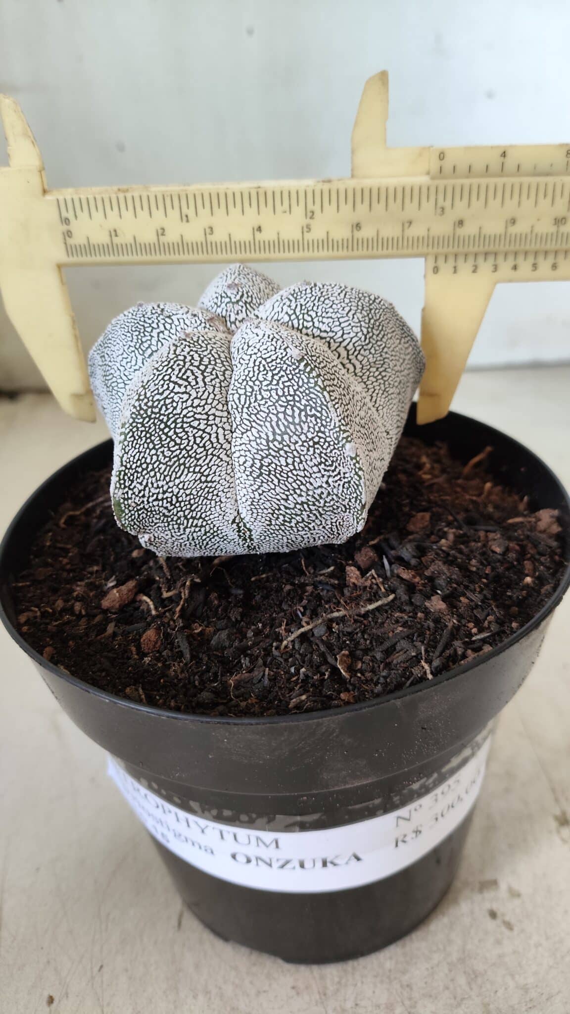 ASTROPHYTUM MYRIOSTIGMA Onzuka  Nº 395 – vaso 15