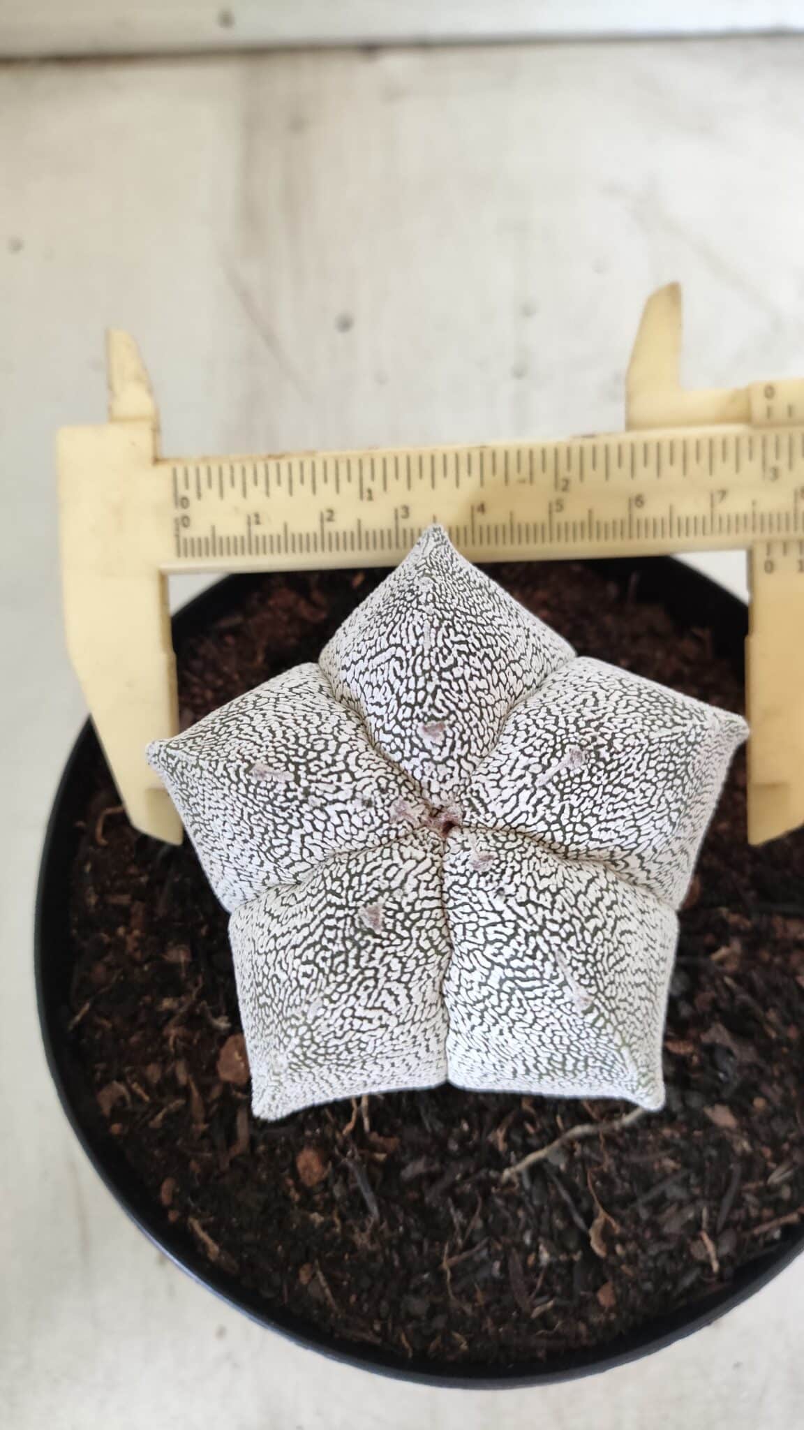 ASTROPHYTUM MYRIOSTIGMA Onzuka  Nº 395 – vaso 15
