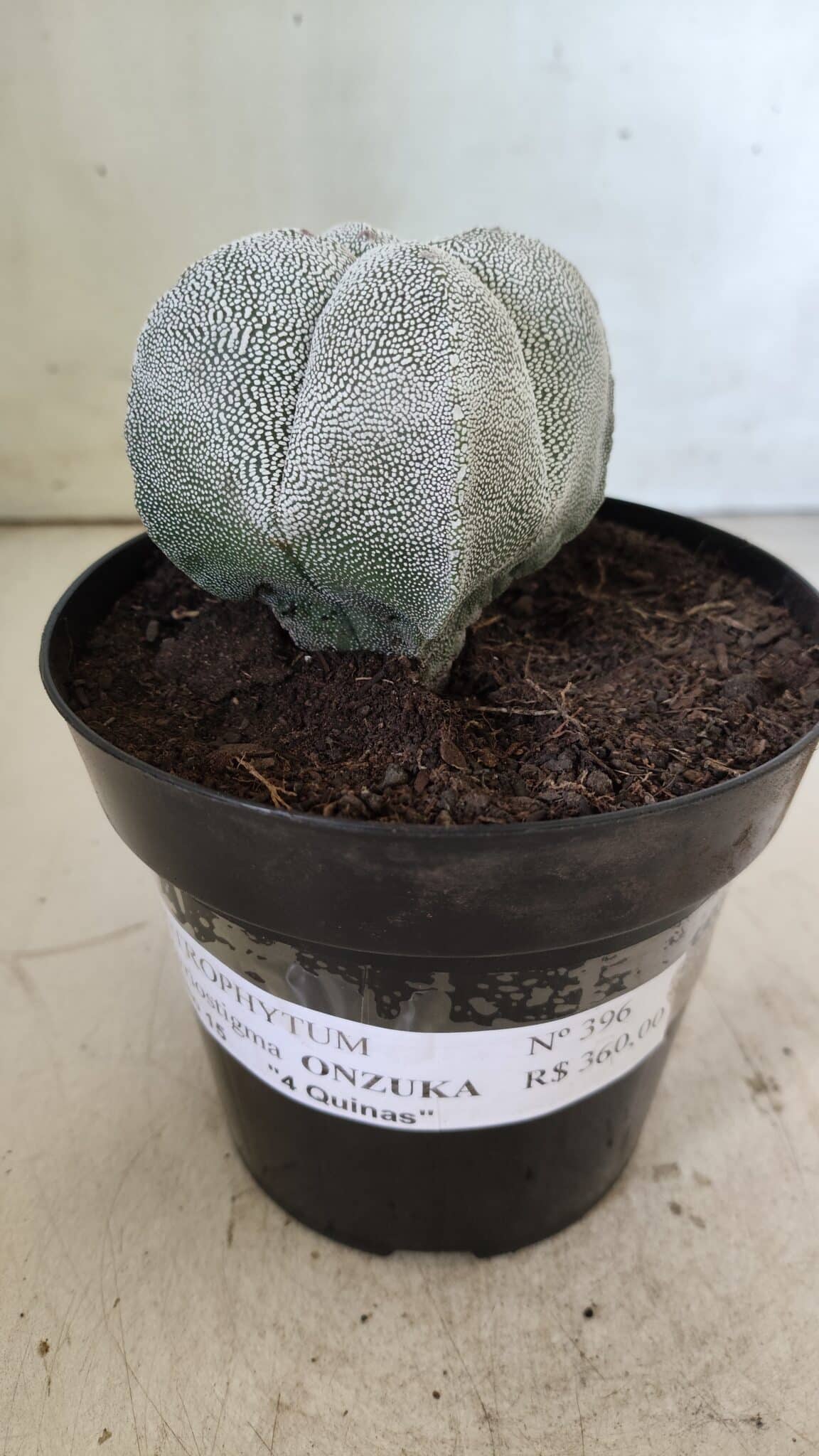 ASTROPHYTUM MYRIOSTIGMA Onzuka "4 Quinas"  Nº 396 – vaso 15