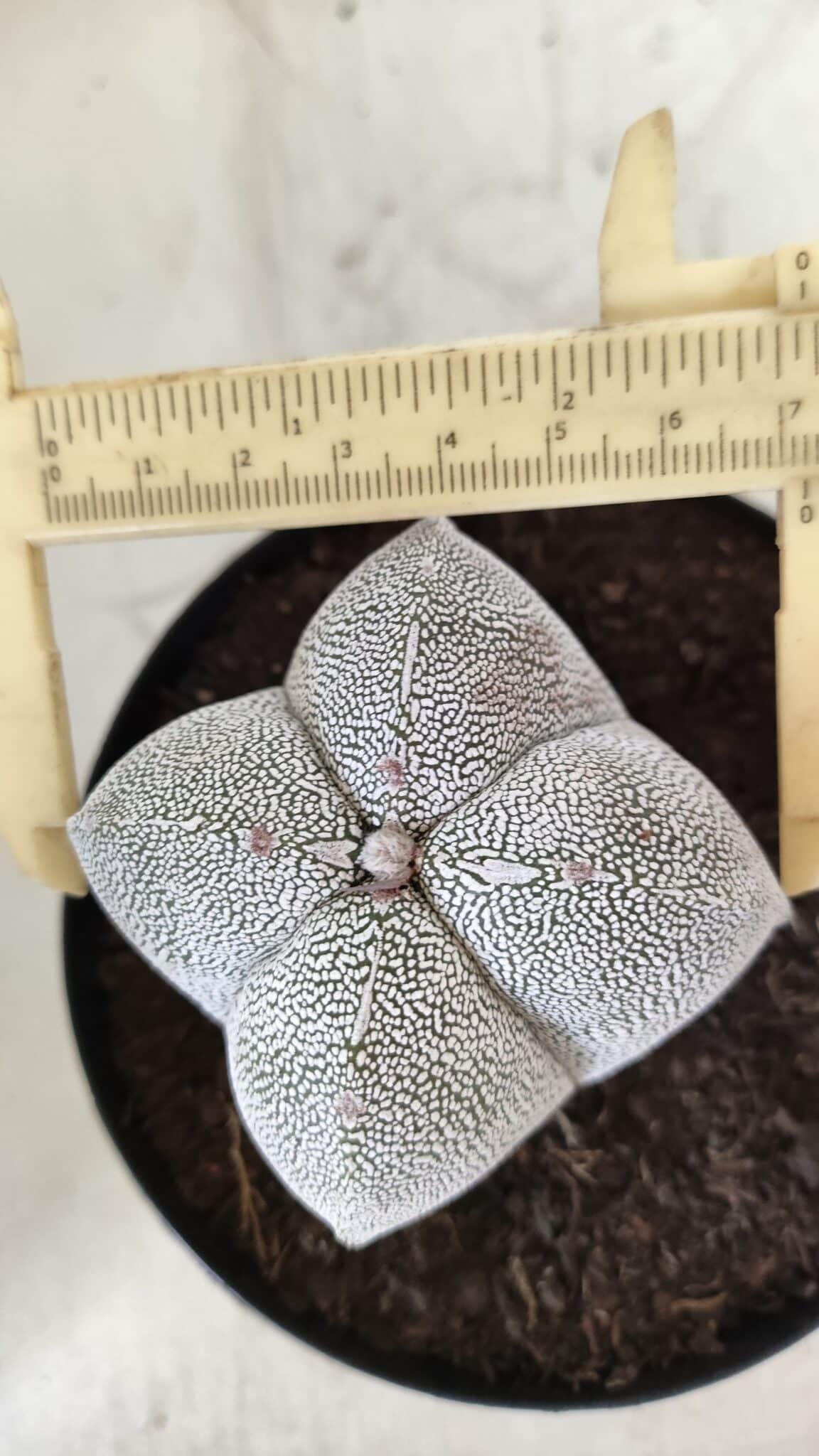ASTROPHYTUM MYRIOSTIGMA Onzuka "4 Quinas"  Nº 396 – vaso 15