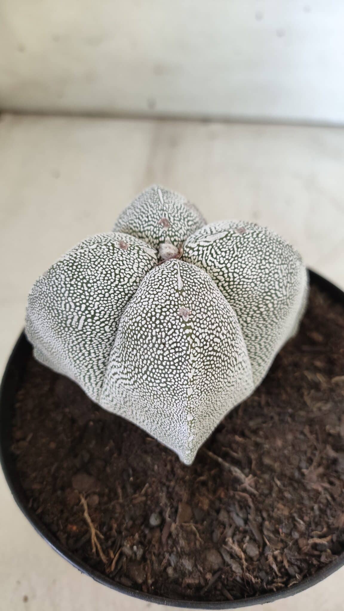 ASTROPHYTUM MYRIOSTIGMA Onzuka "4 Quinas"  Nº 396 – vaso 15