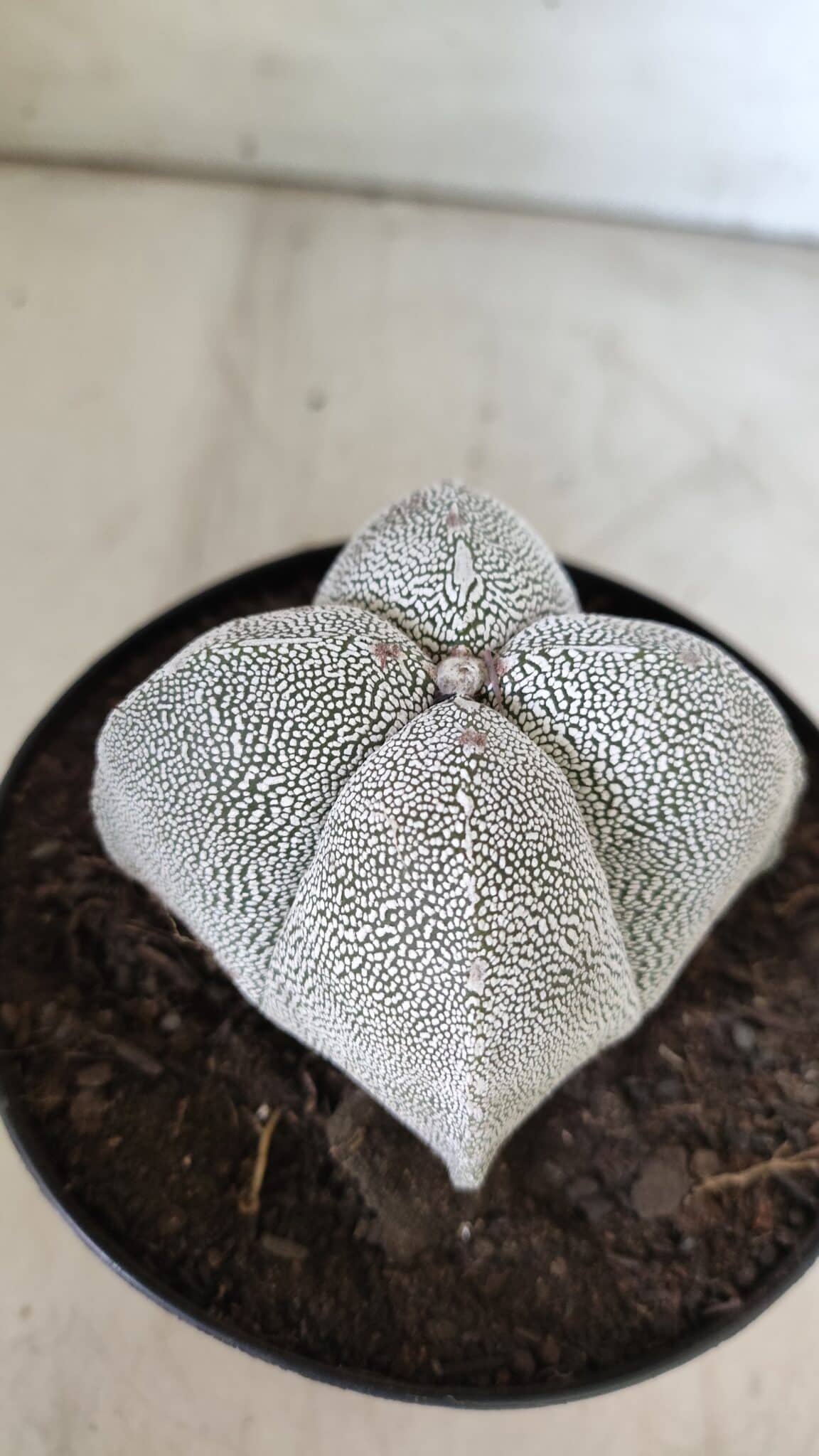 ASTROPHYTUM MYRIOSTIGMA Onzuka "4 Quinas"  Nº 396 – vaso 15