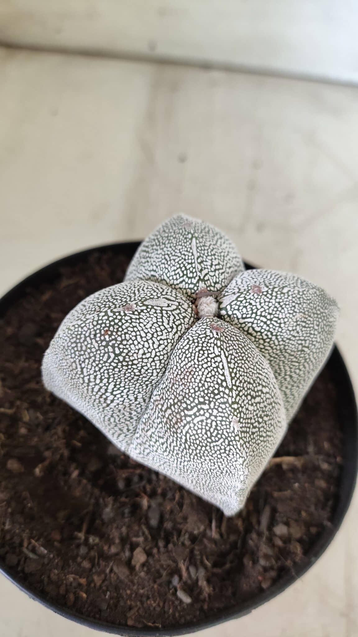 ASTROPHYTUM MYRIOSTIGMA Onzuka "4 Quinas"  Nº 396 – vaso 15
