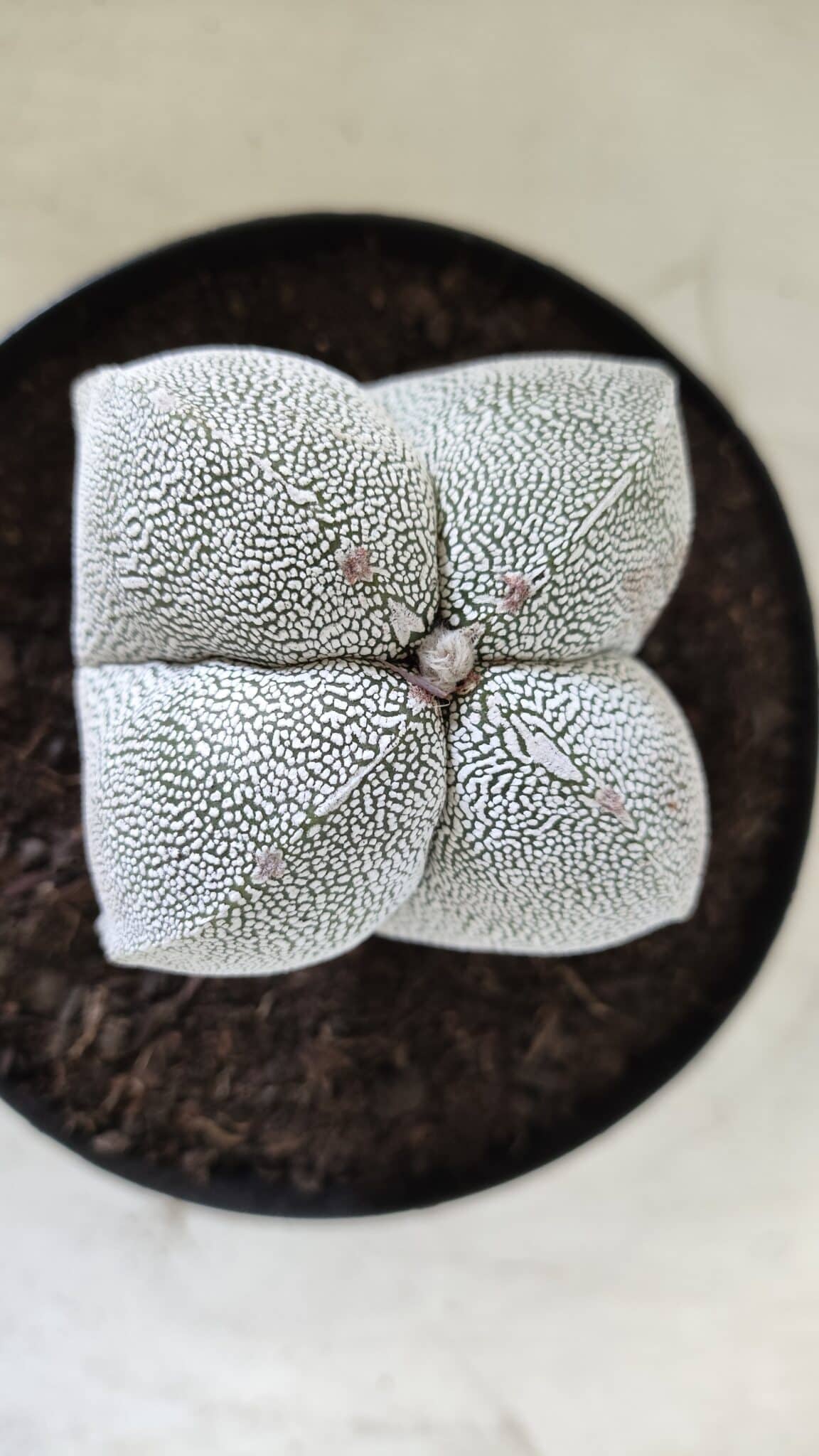 ASTROPHYTUM MYRIOSTIGMA Onzuka "4 Quinas"  Nº 396 – vaso 15