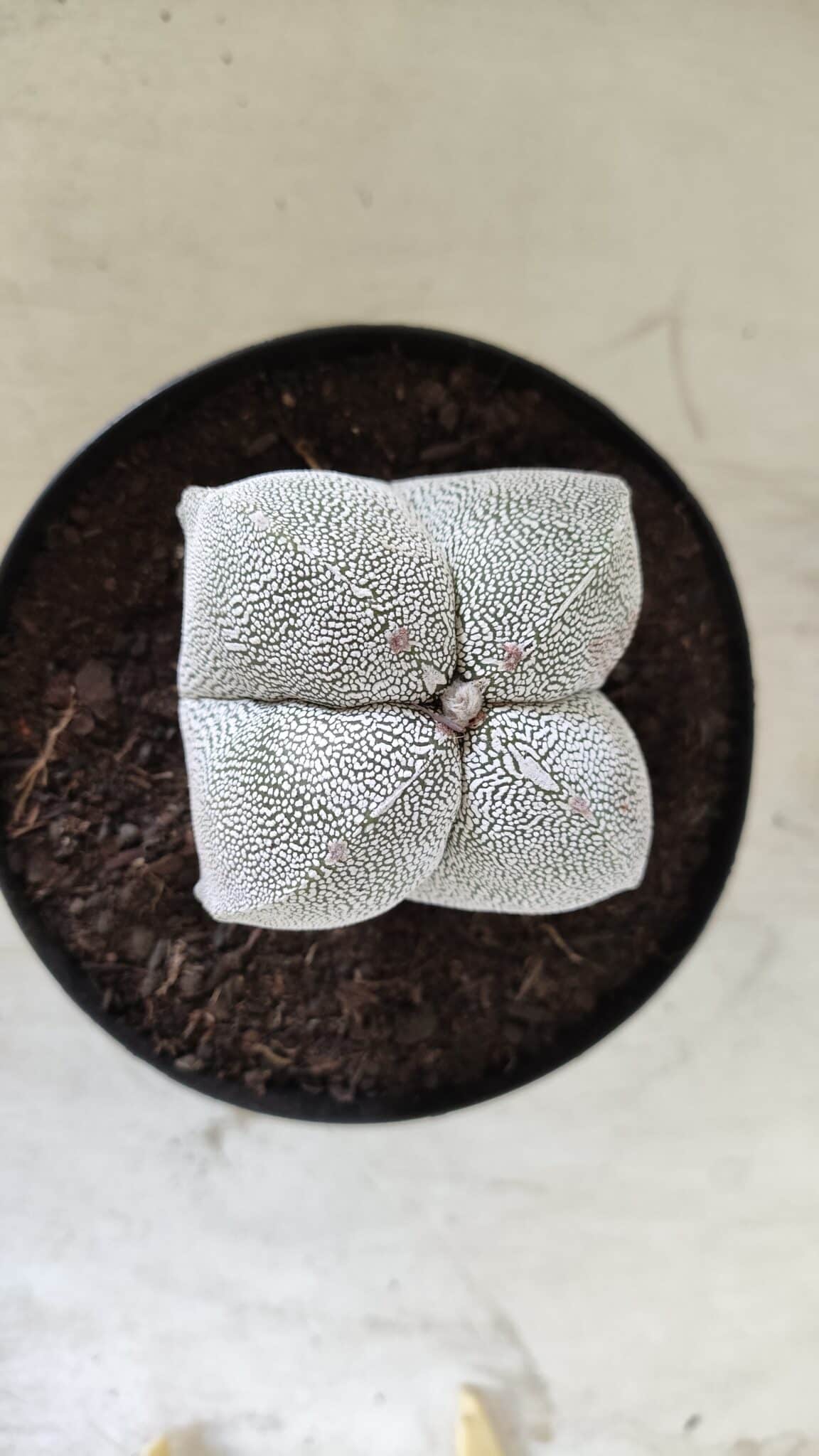 ASTROPHYTUM MYRIOSTIGMA Onzuka "4 Quinas"  Nº 396 – vaso 15