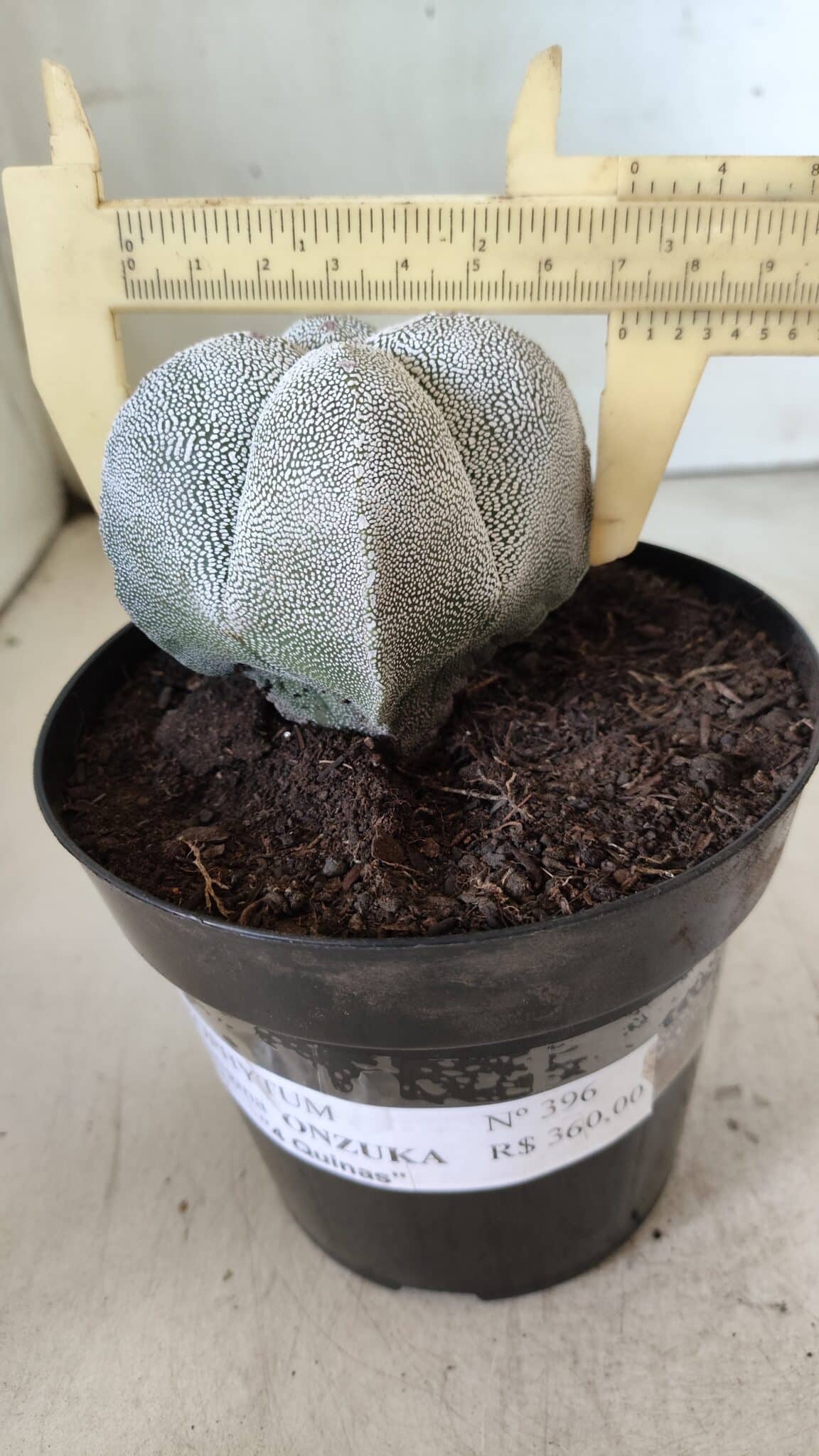ASTROPHYTUM MYRIOSTIGMA Onzuka "4 Quinas"  Nº 396 – vaso 15