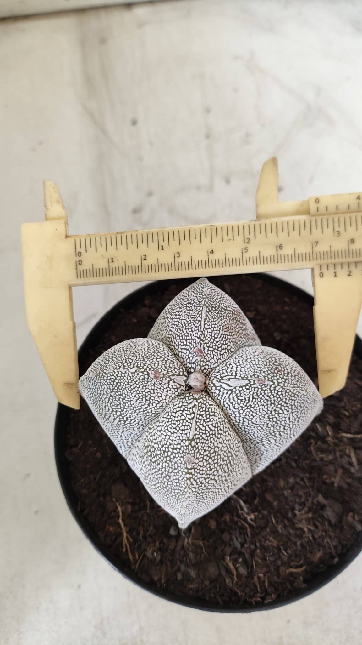 ASTROPHYTUM MYRIOSTIGMA Onzuka "4 Quinas"  Nº 396 – vaso 15