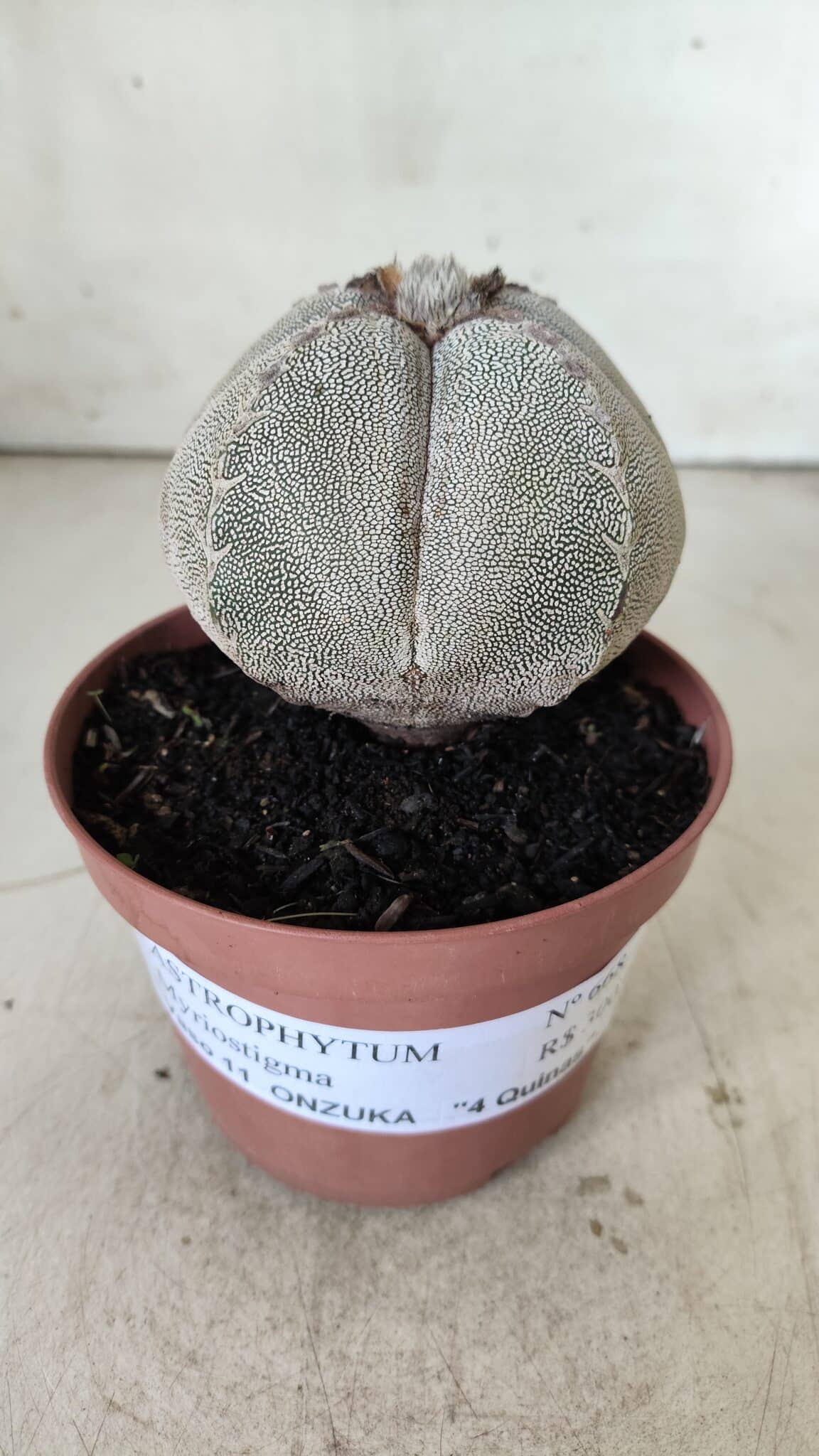 ASTROPHYTUM MYRIOSTIGMA Onzuka "4 QUINAS" Nº 668 – vaso 11