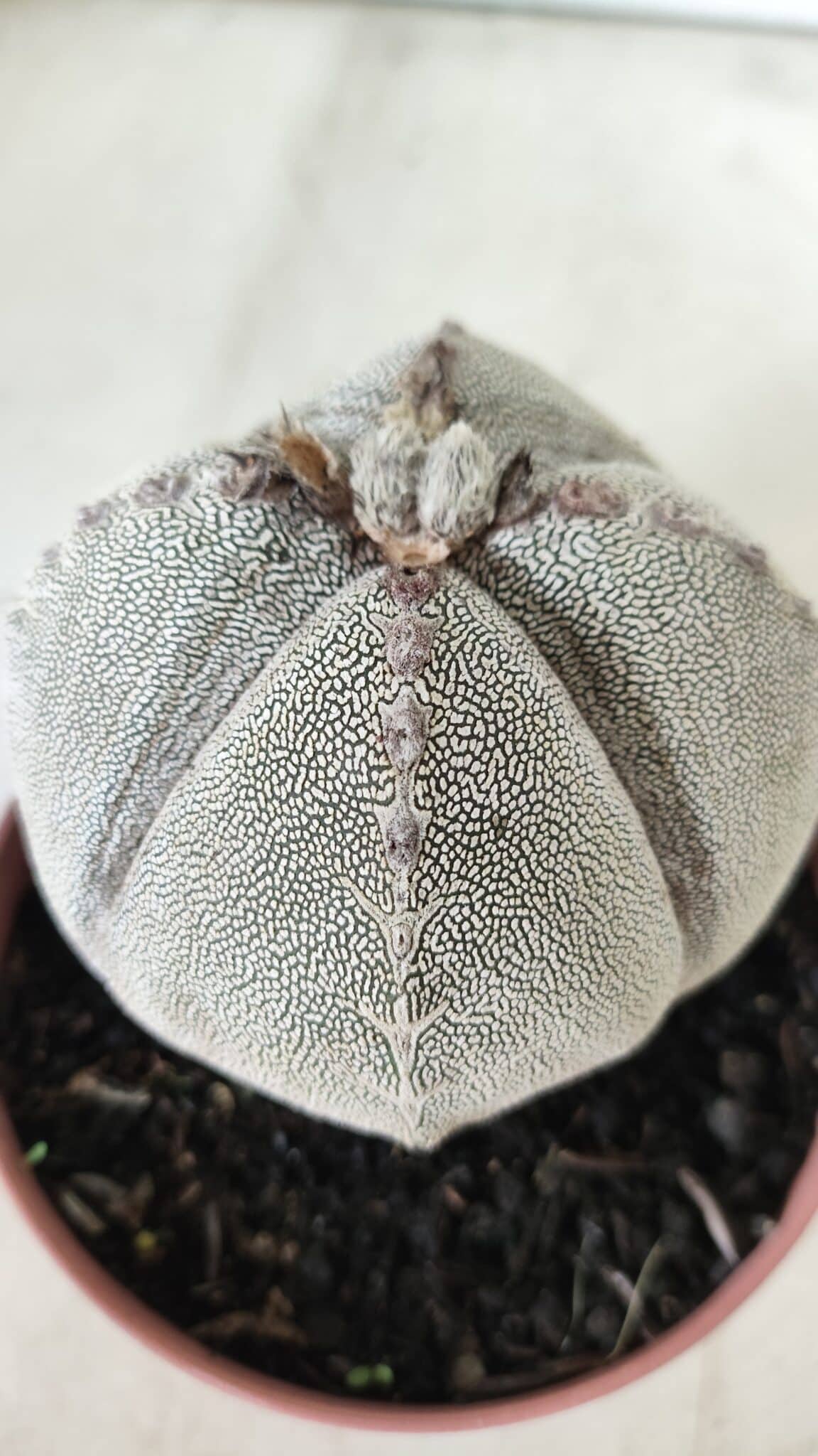 ASTROPHYTUM MYRIOSTIGMA Onzuka "4 QUINAS" Nº 668 – vaso 11