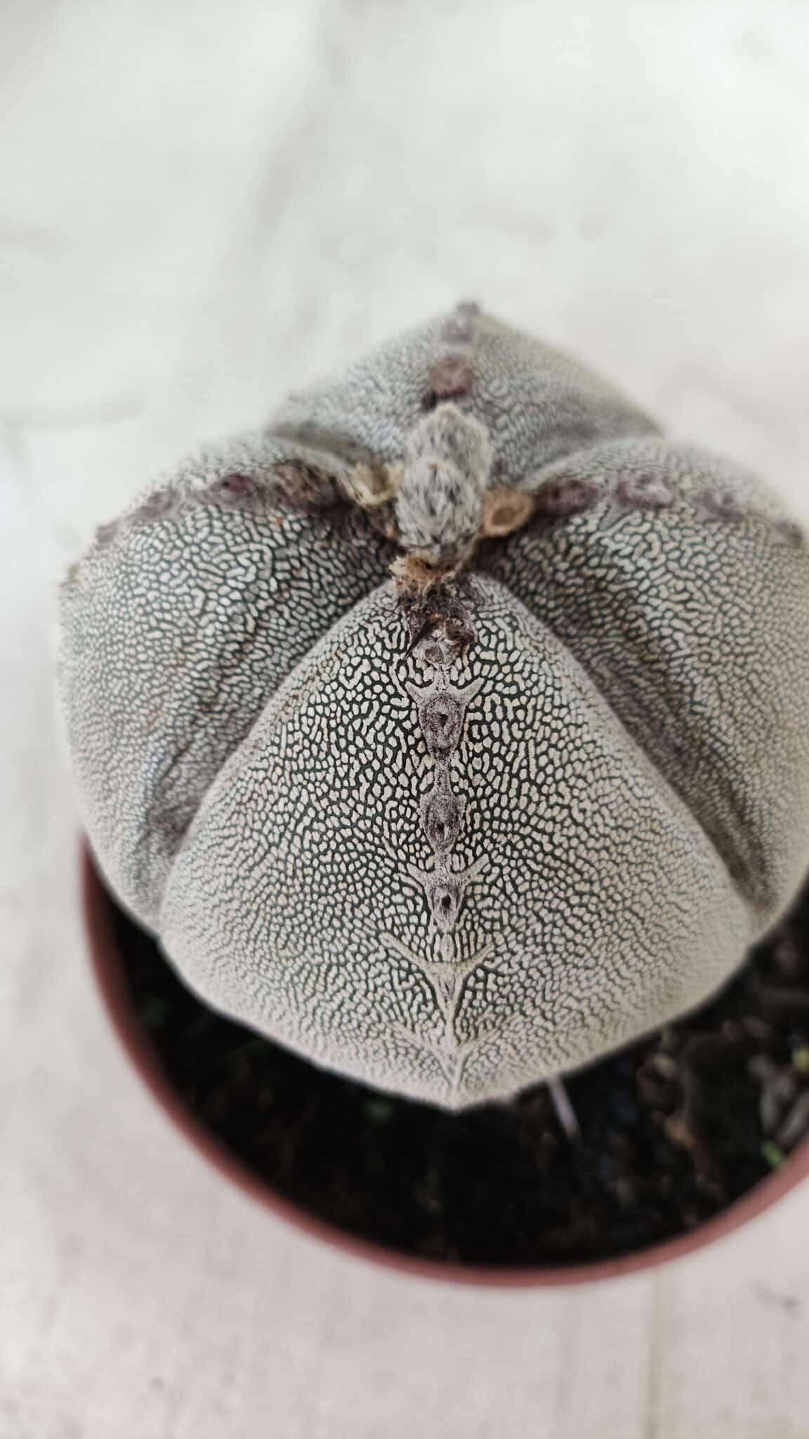ASTROPHYTUM MYRIOSTIGMA Onzuka "4 QUINAS" Nº 668 – vaso 11
