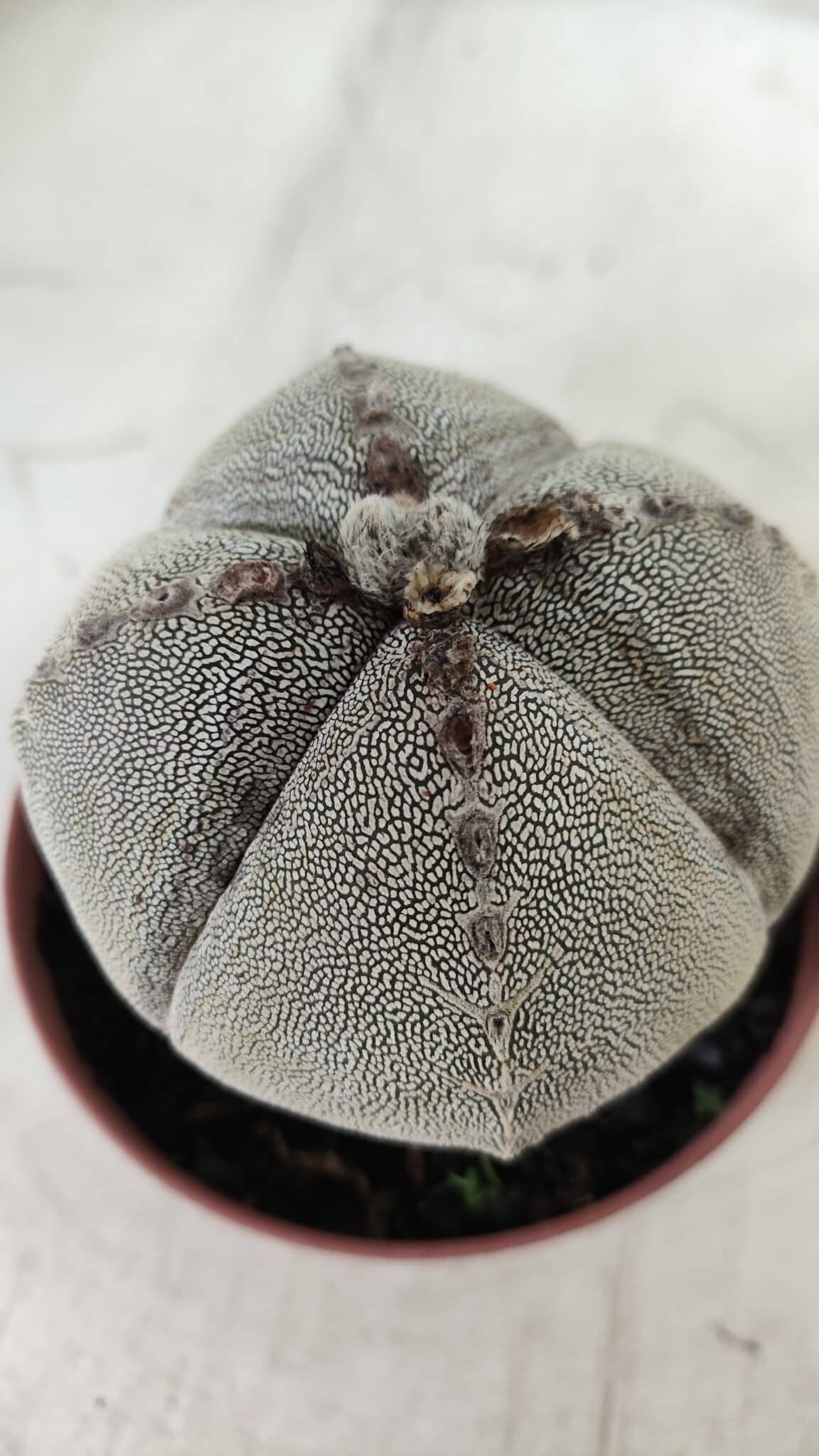 ASTROPHYTUM MYRIOSTIGMA Onzuka "4 QUINAS" Nº 668 – vaso 11