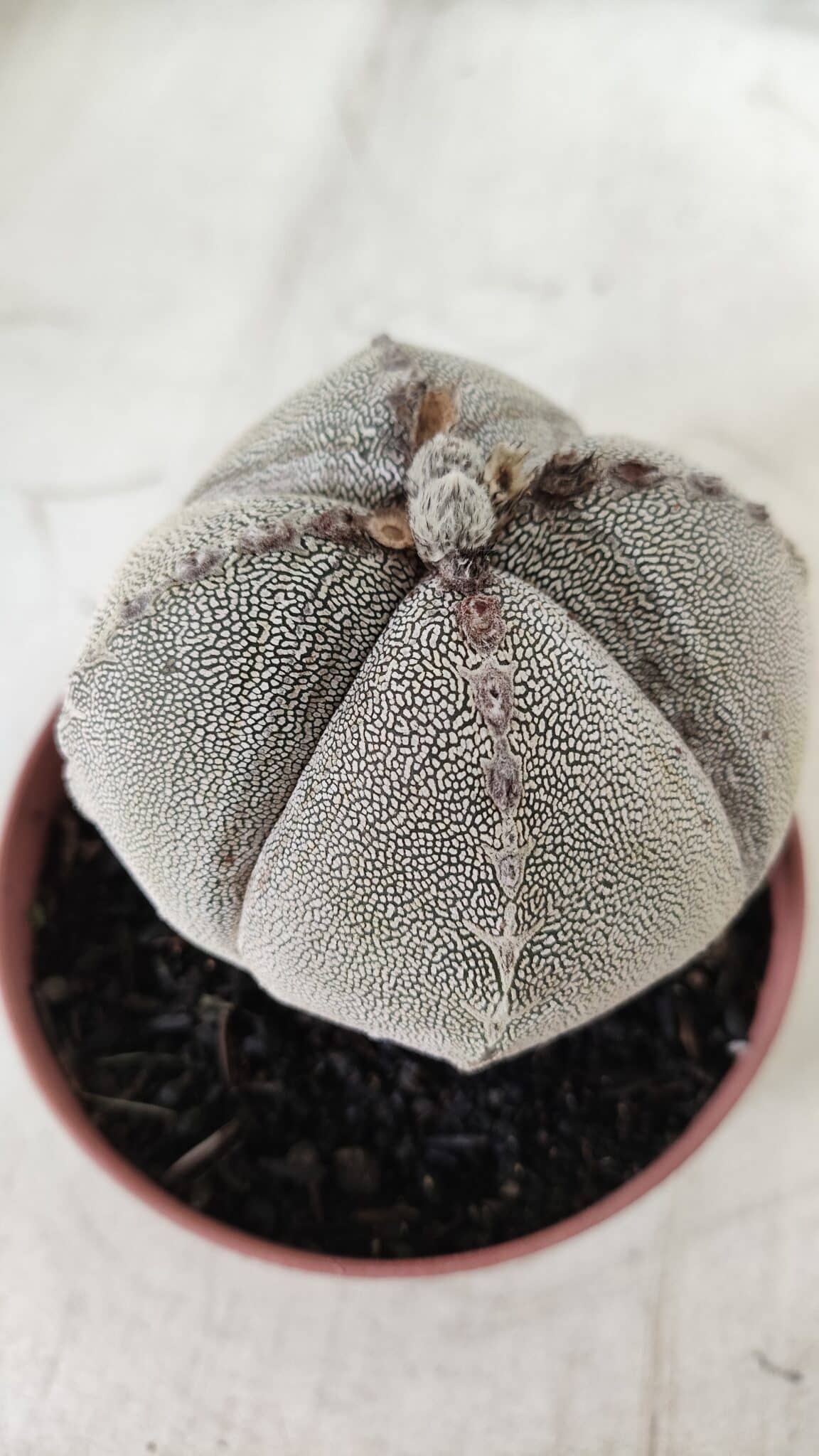 ASTROPHYTUM MYRIOSTIGMA Onzuka "4 QUINAS" Nº 668 – vaso 11
